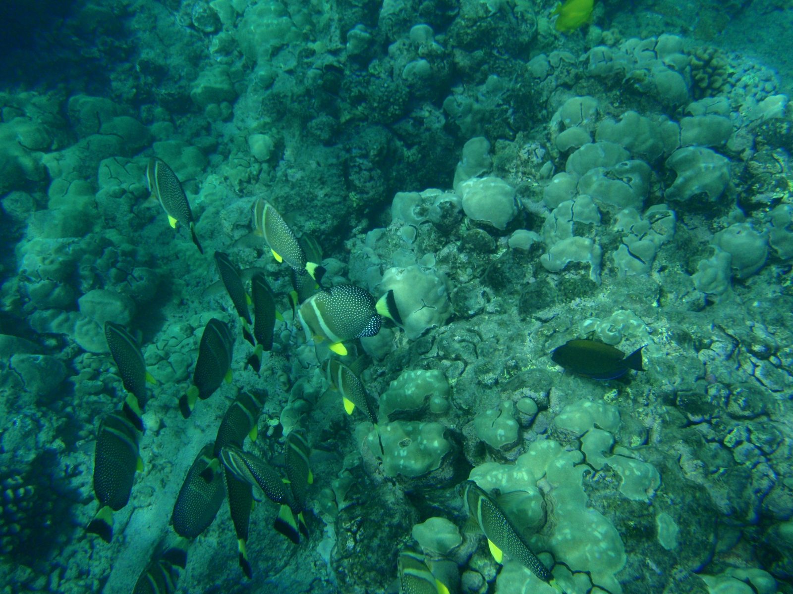 More fish deeper out in the bay.  Still sadly a lot of the coral was extremely bleached