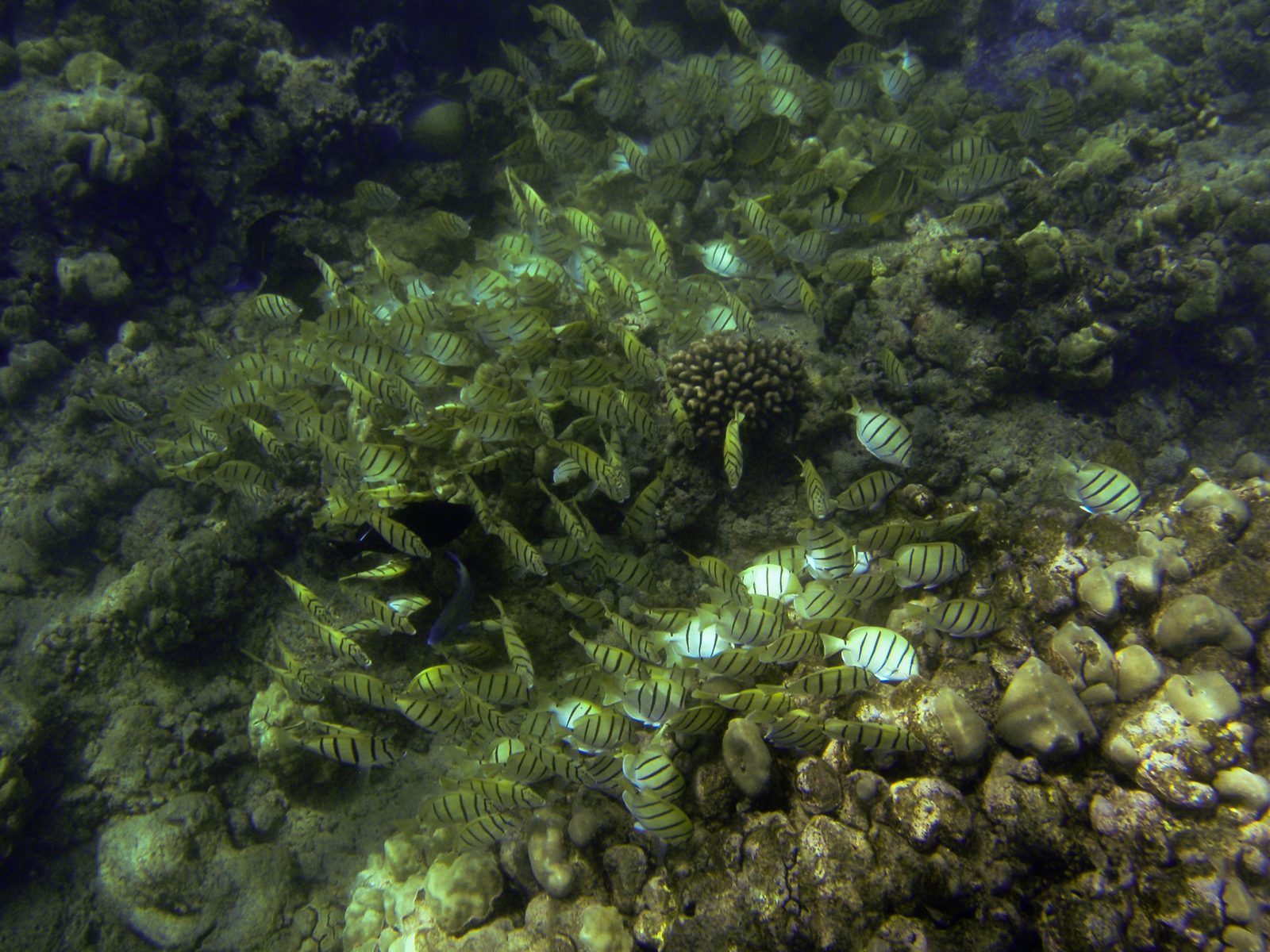 Big schools of yellow and black striped fish.  They were feeding on something on the coral and...