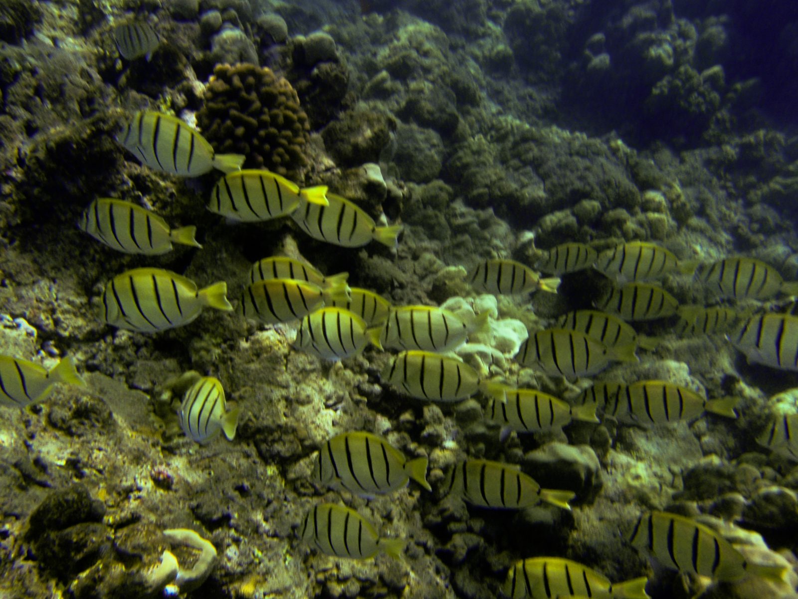 These fish had beautiful coloring and congregated in great numbers, sweeping over the coral...