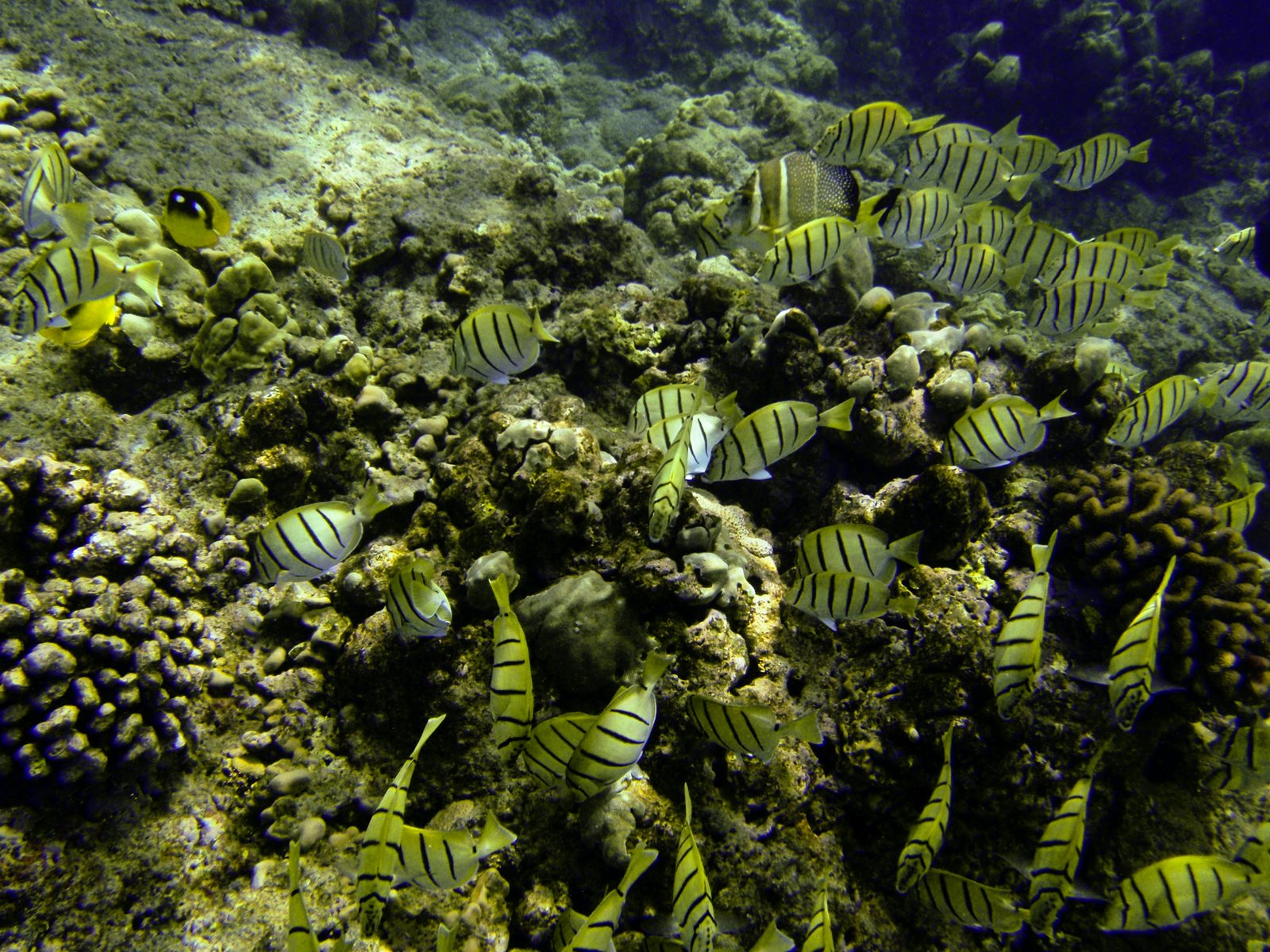 So I thought there were a lot of these yellow and black fish in this school, but after I swam a...