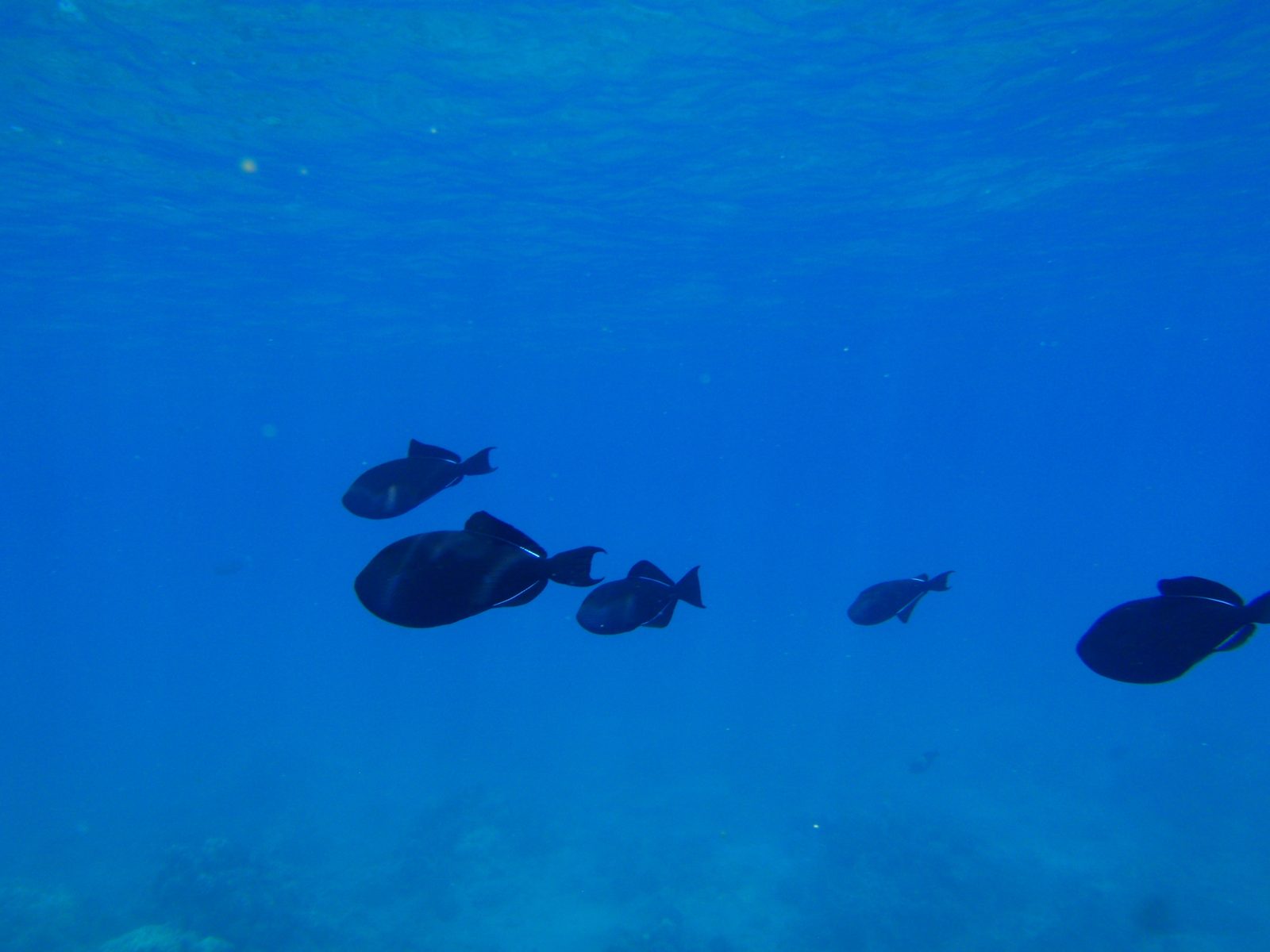 Blue and black fish floating lazily about.  I wonder what they eat.