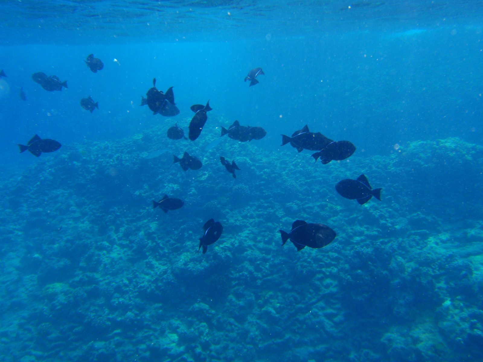 You can see the topography of the coral starts to get more dramatic, even if their health only...