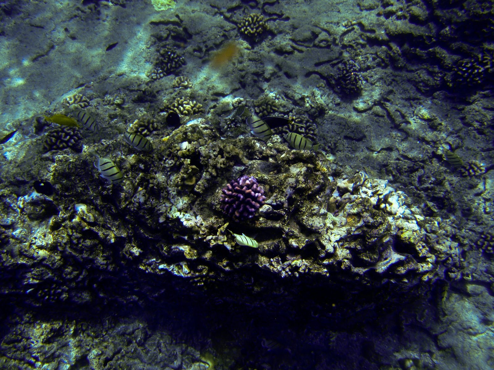 Some interesting coral and fish in the Witches Brew area of Hanauma Bay.