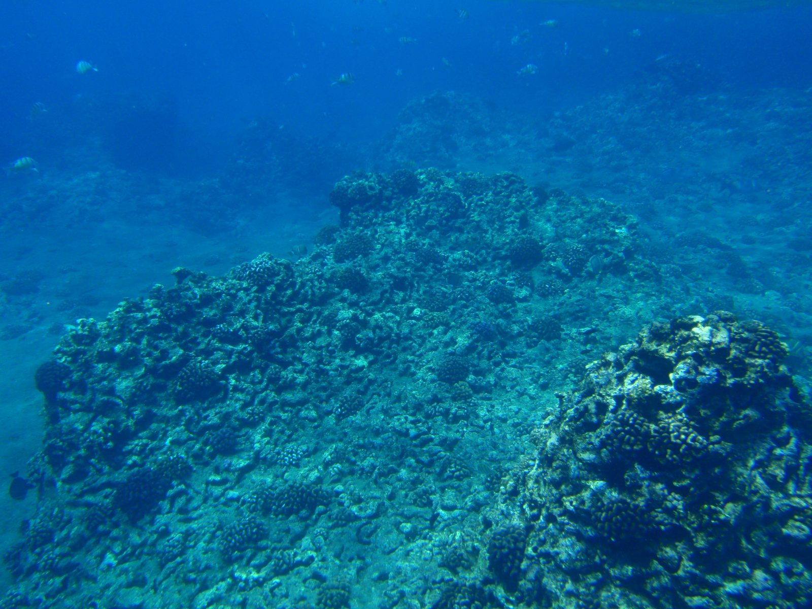 Generally what the coral looked like in the Witches Brew.  Dramatic, but the waves this far out...