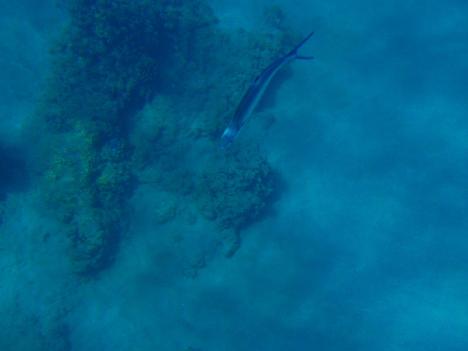 A long torpedo shaped fish.  He was a fast swimmer and did not let me get very close.
