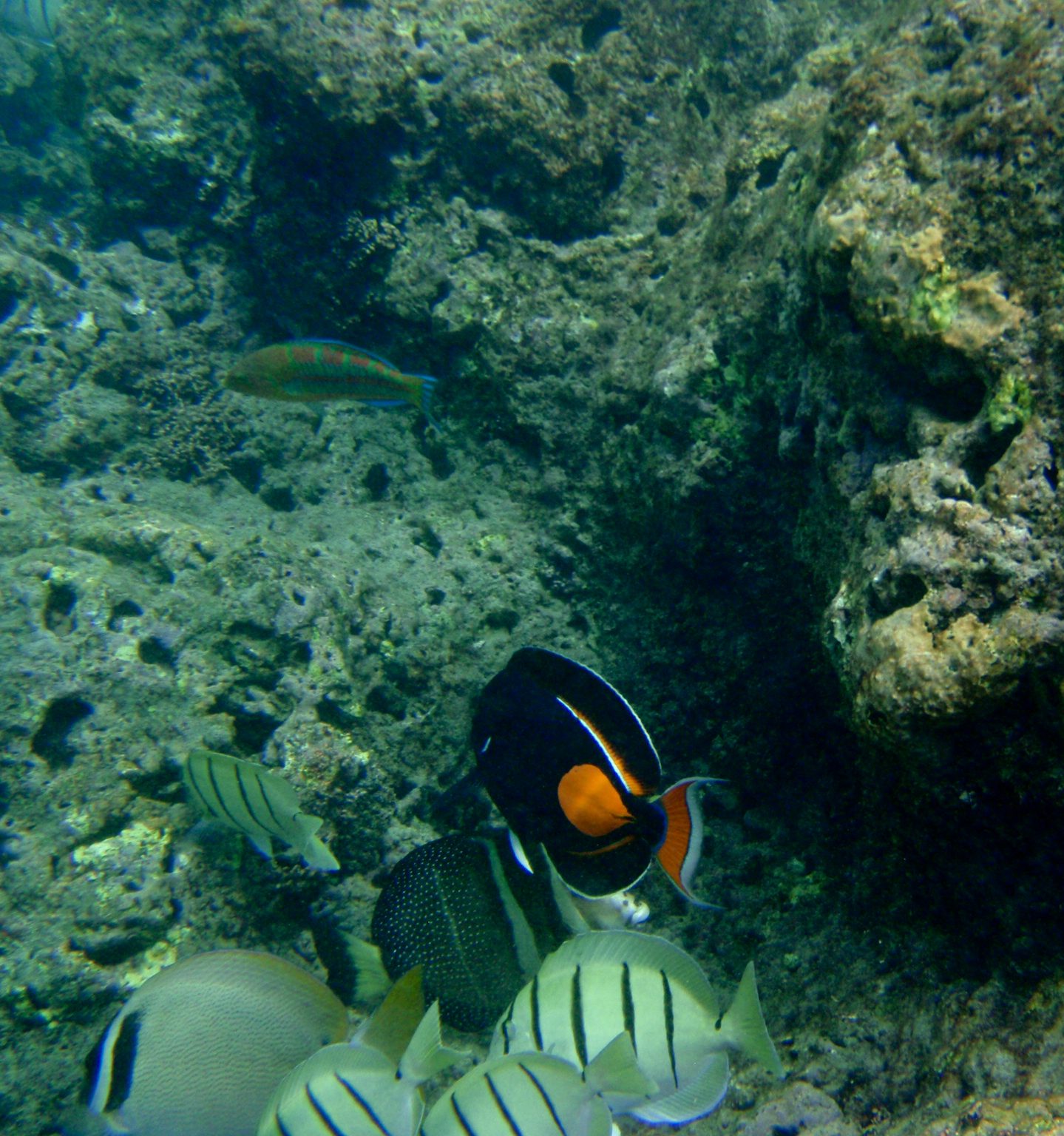 Look at the brightly colored red green and blue fish in the background!  The camera actually saw...