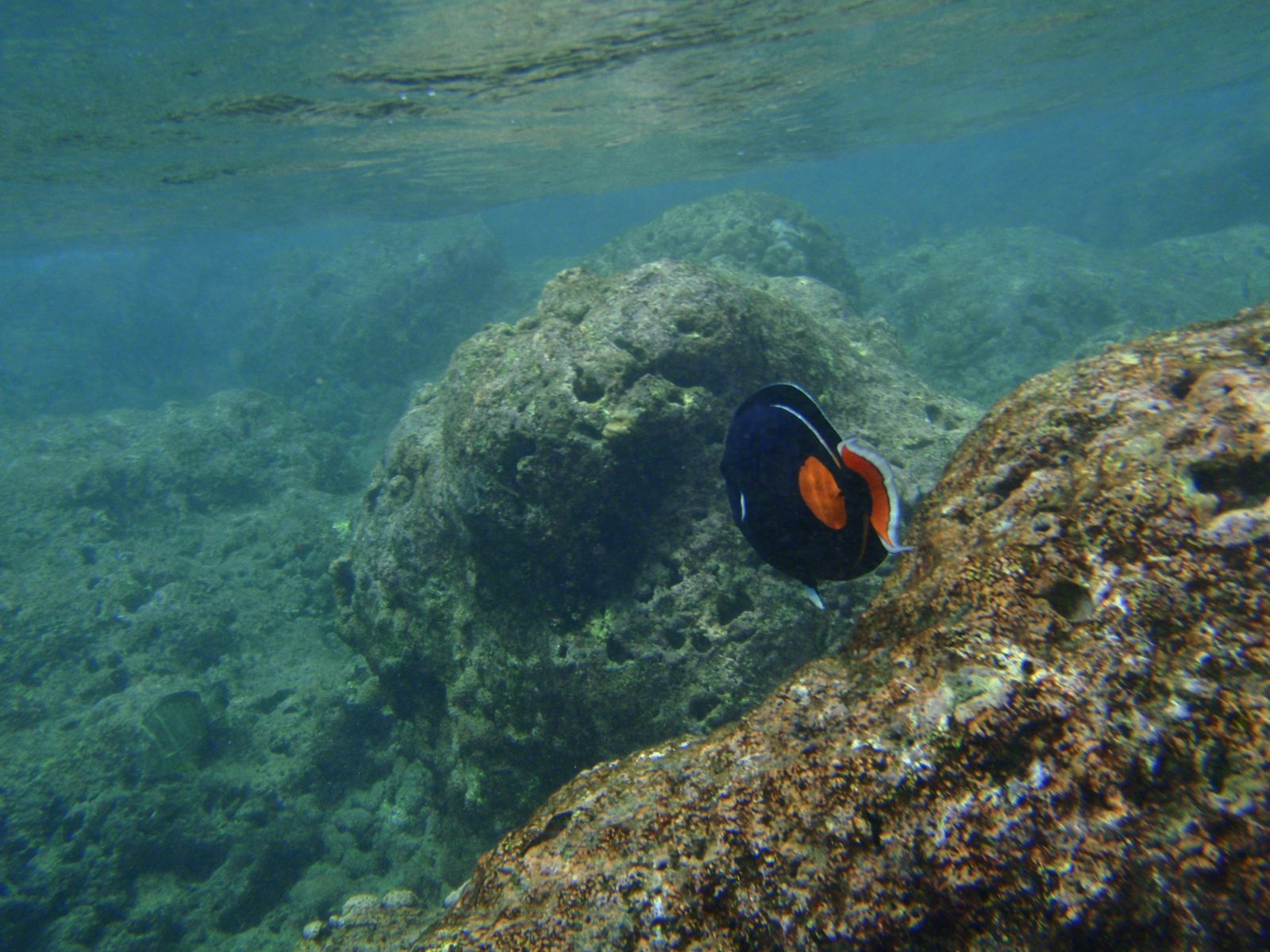This guy was quite pretty, but as usual, swimming quickly away from me.