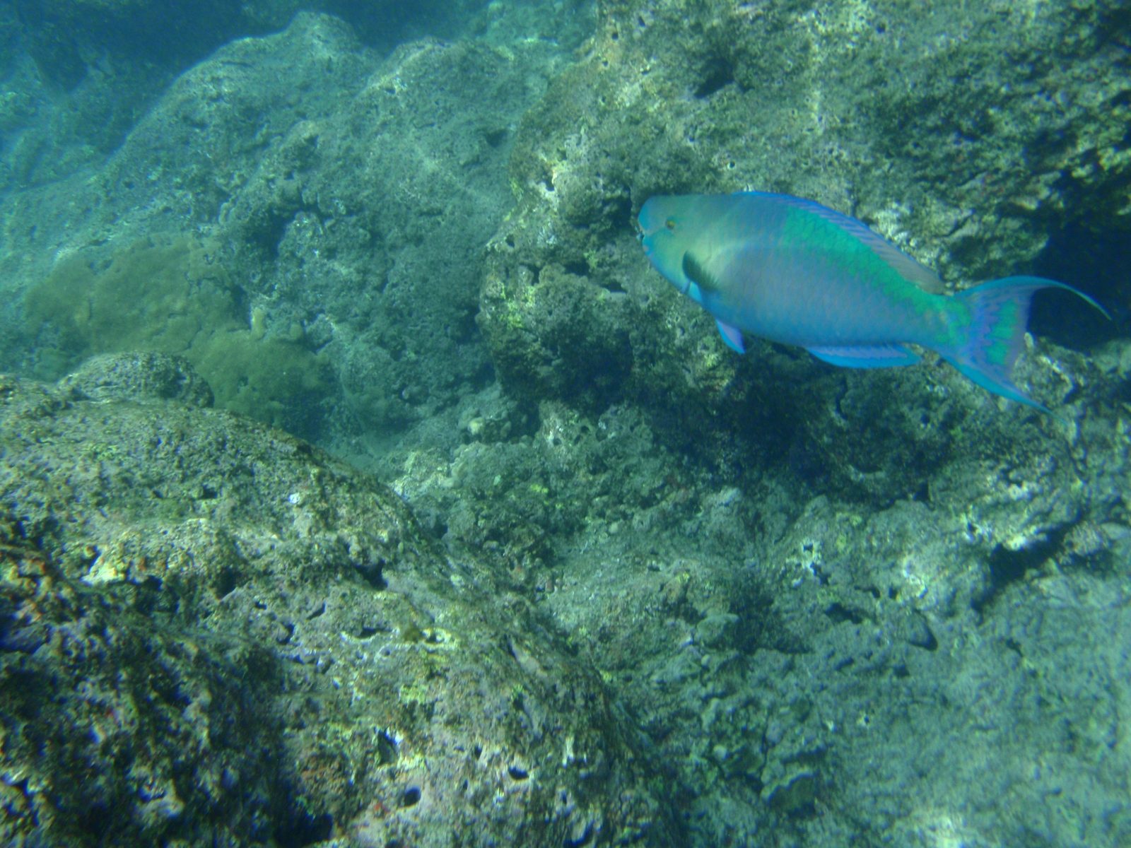 Very pretty large iridescent fish.