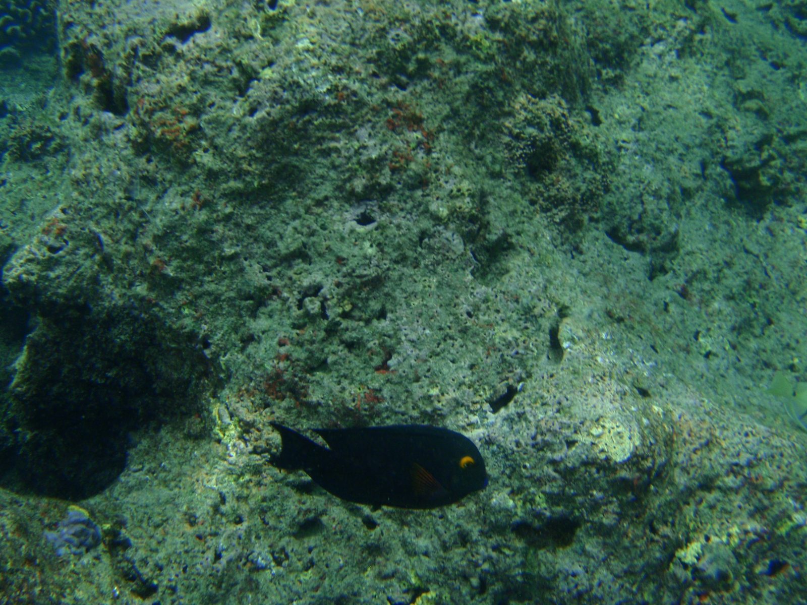 Here's a guy I managed to capture in a pretty good pose. I like the orange eyeliner he's wearing.