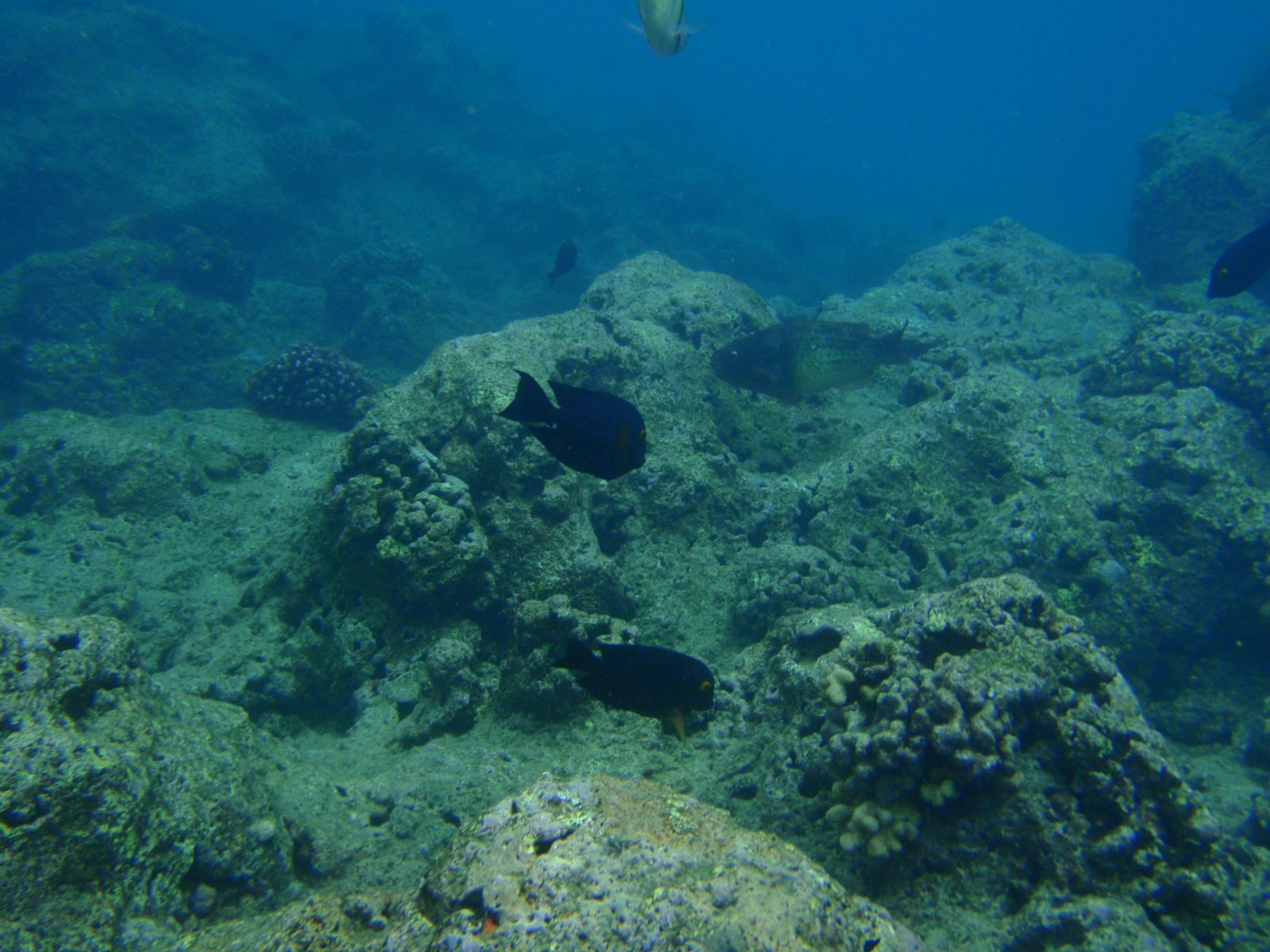 Various fish swimming about.