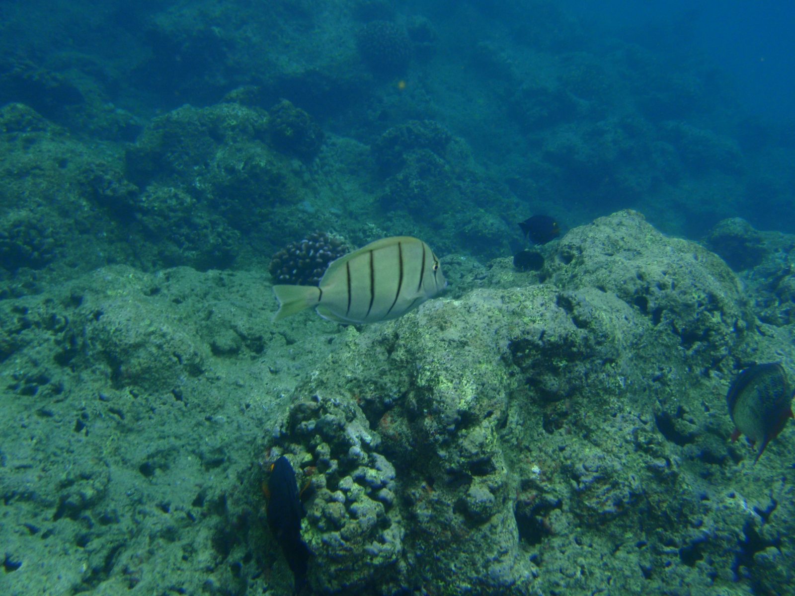 Not a horrible shot of this guy.