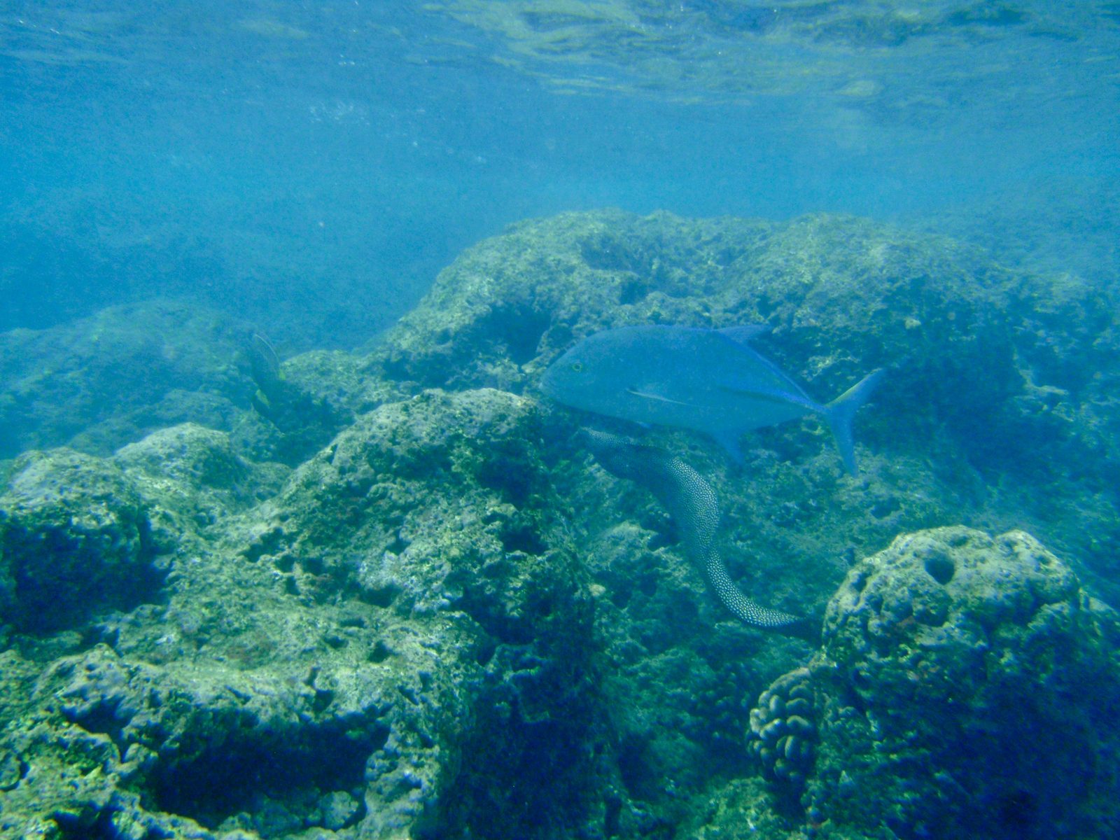 Check this out!  Not the big iridescent fish, but just below.  An eel!  I totally didn't notice...