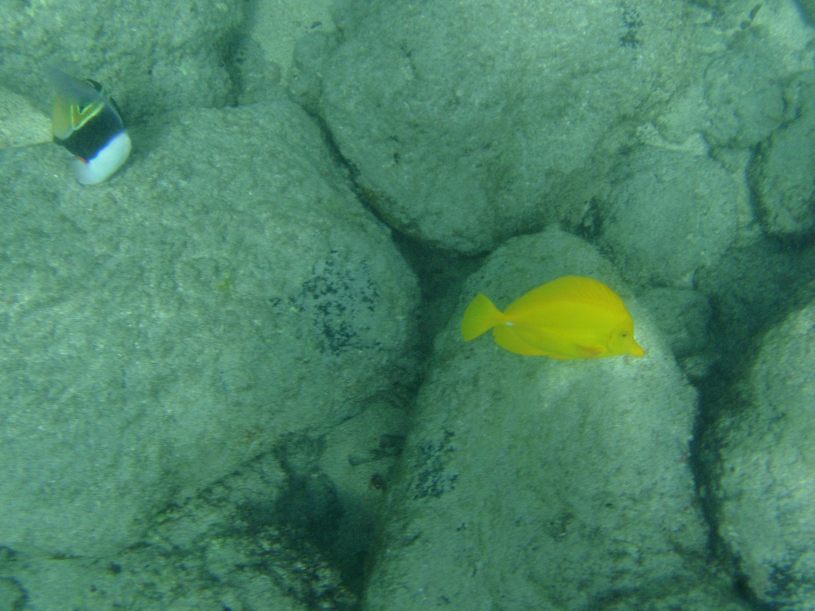 It's one of those bright yellow fish again!