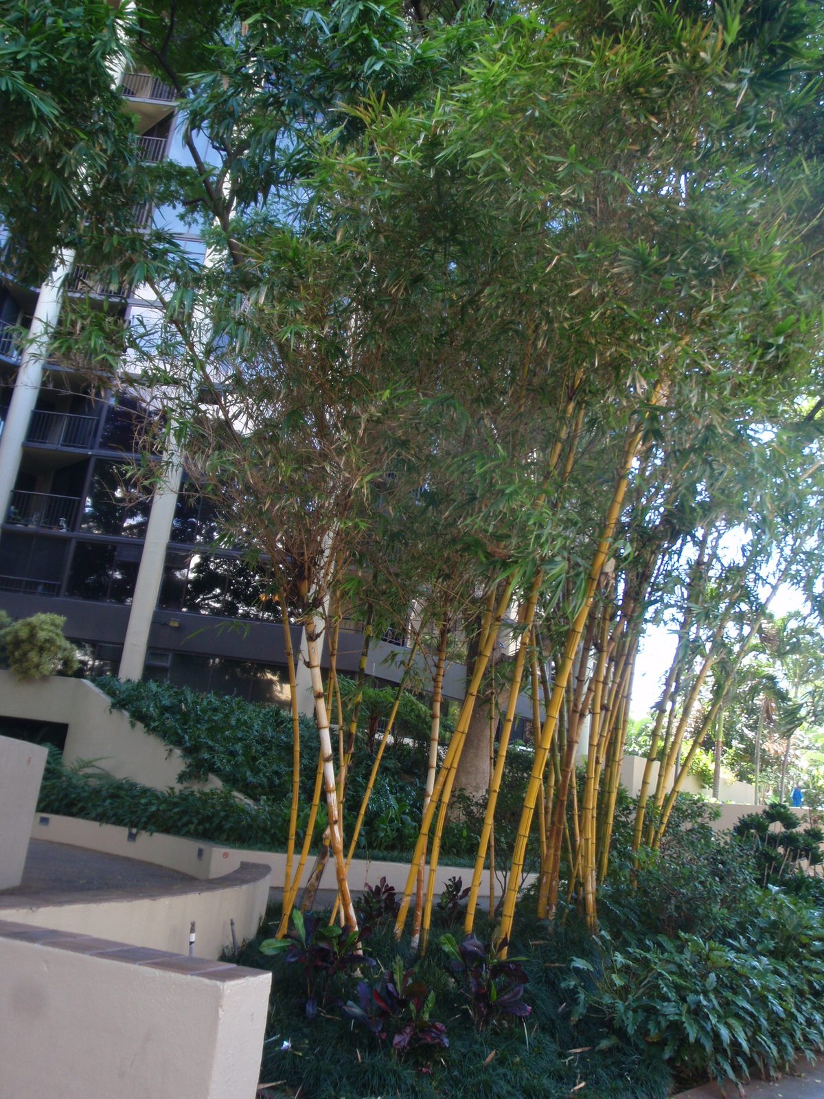 A nice feature of Honolulu was little stands of bamboo here and there.