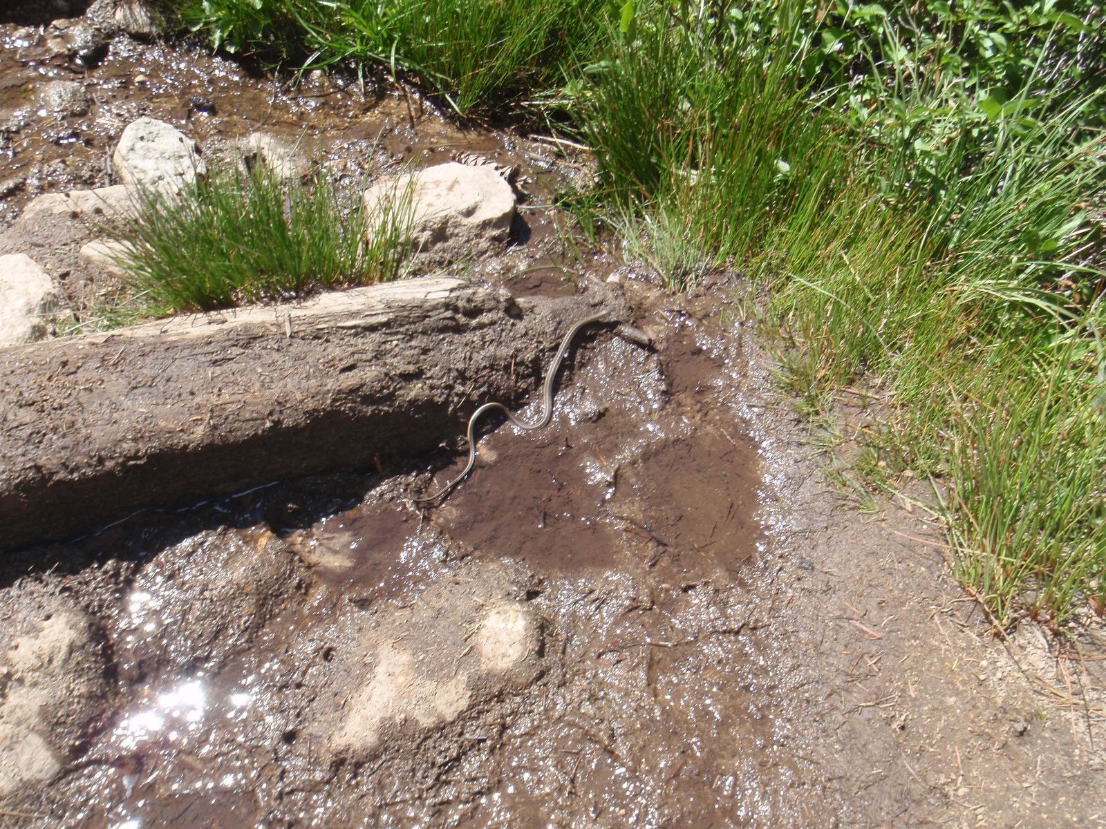 Garter snake on the trail, slithering away as soon as he saw me.