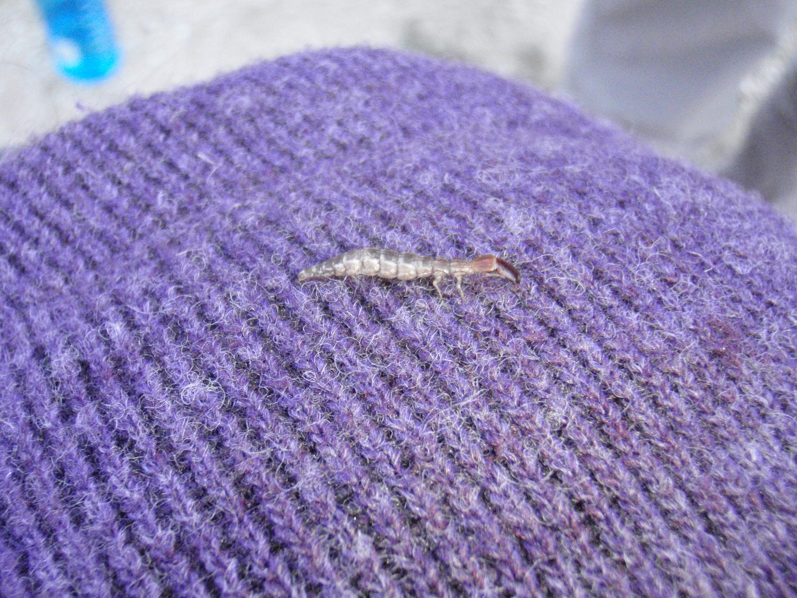 Monica is always attracting strange alien-looking insects.
