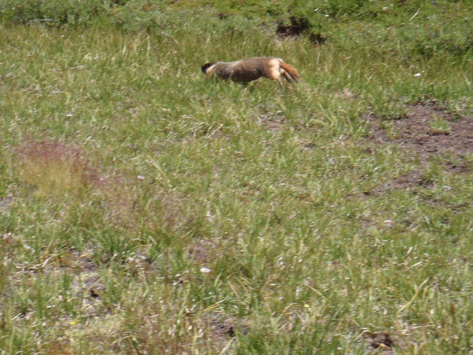Fat marmot frolicking in Kerrick Meadow.