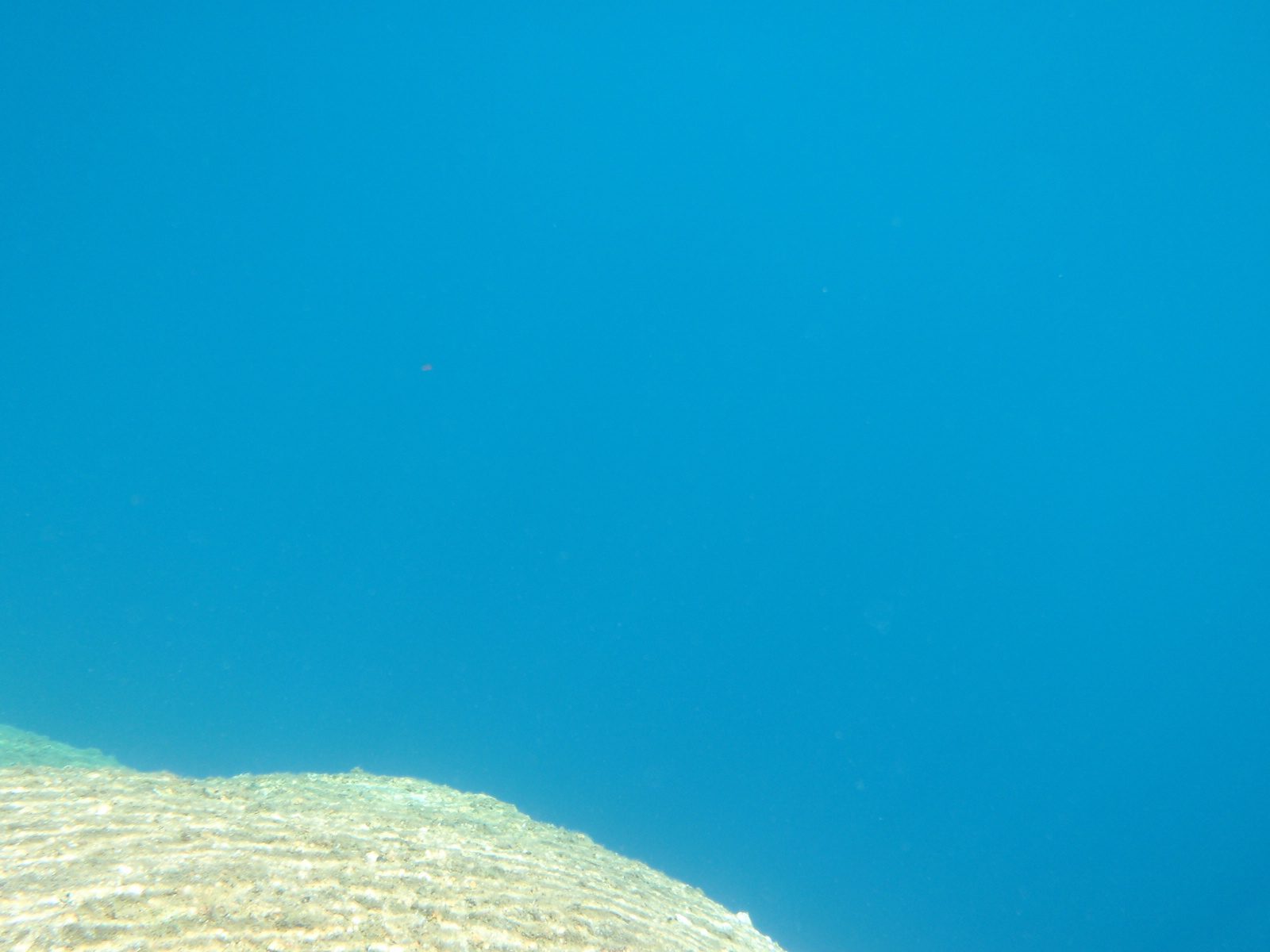 Underwater photo of the blue waters of Peeler Lake.