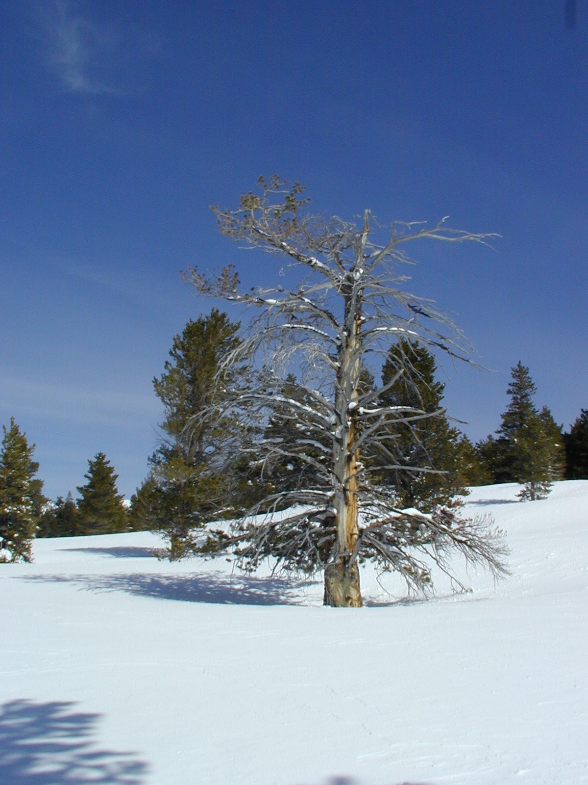 I liked this tree.