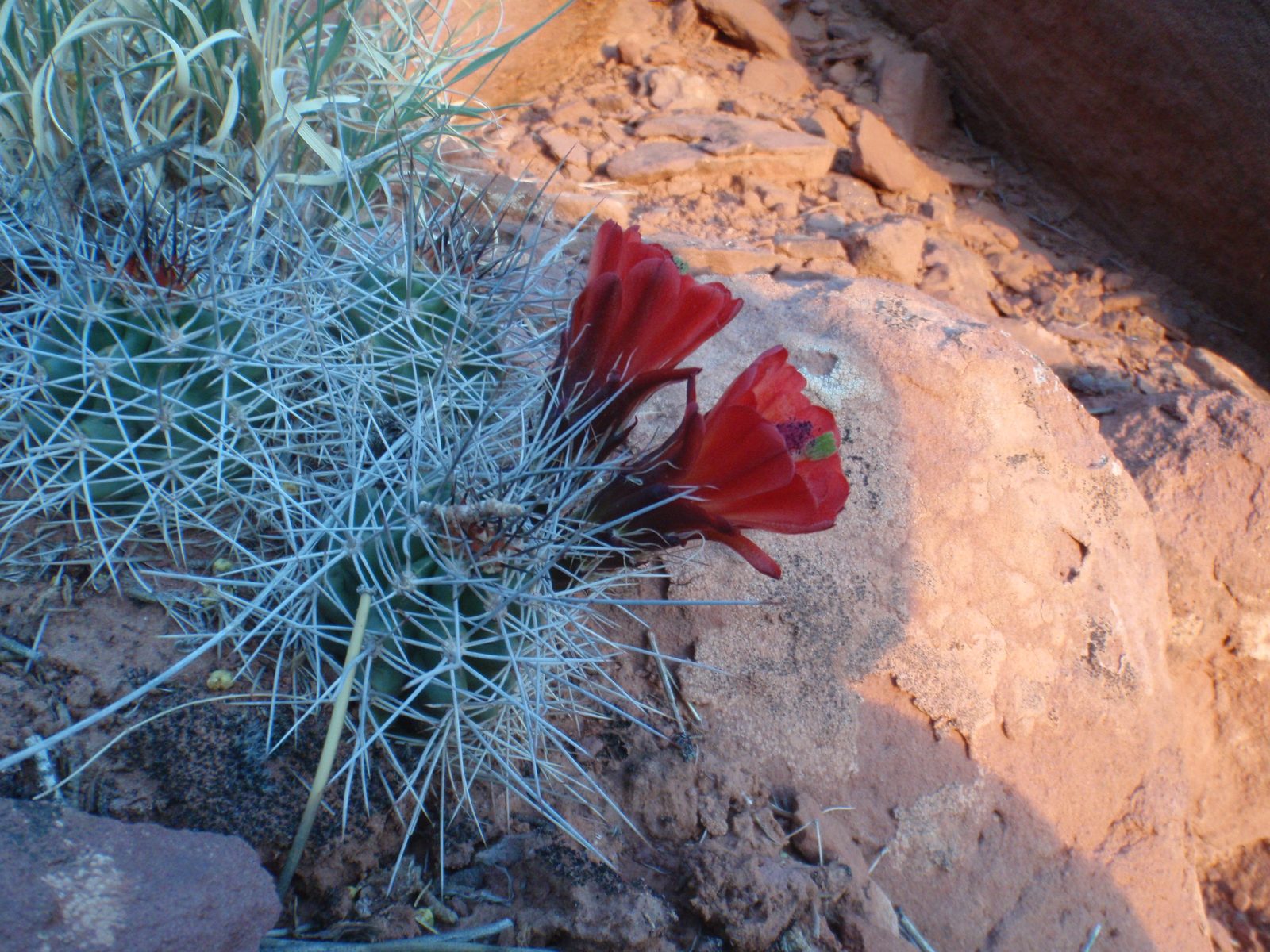 A desert cactus flower in bloom.