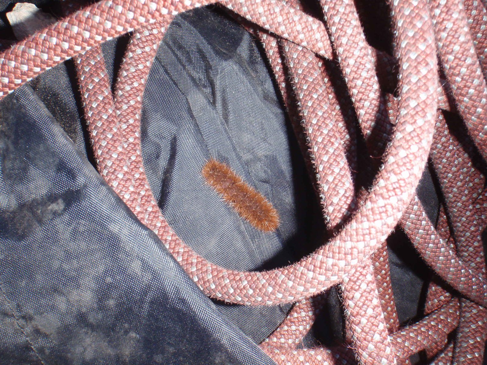 A cute caterpillar crawled onto April's rope.