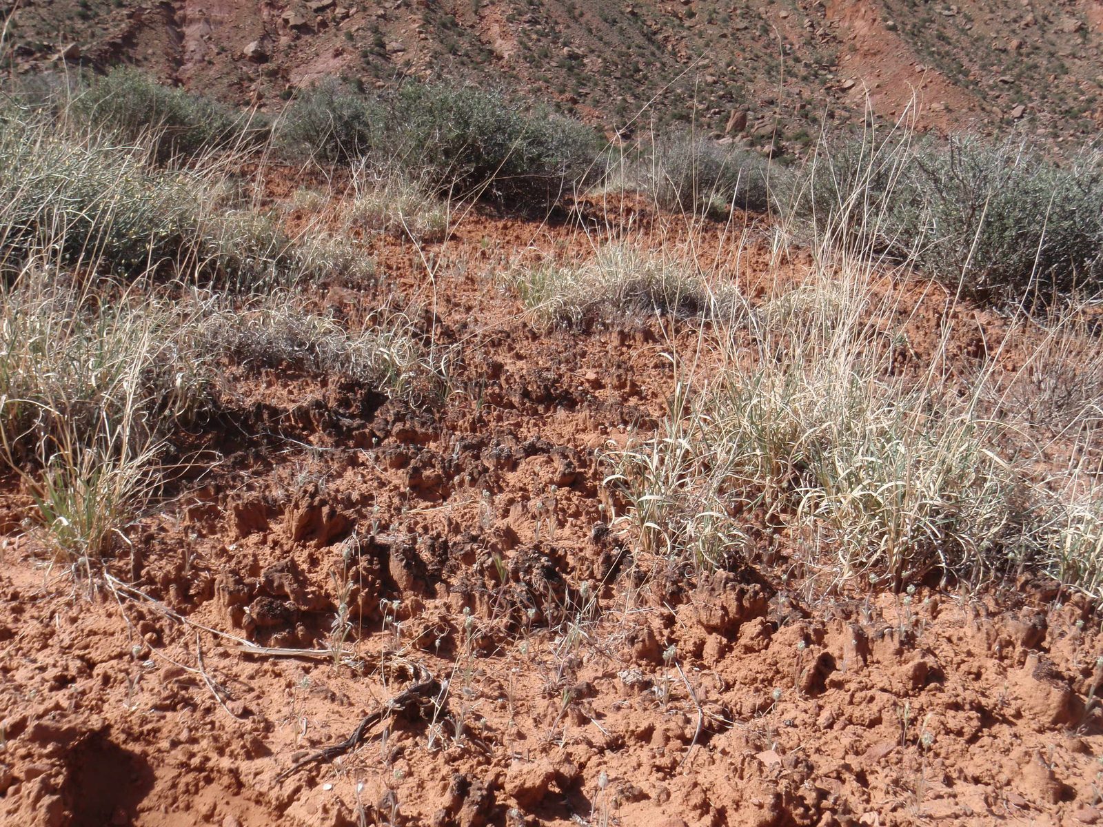 Cryptobiotic soil!