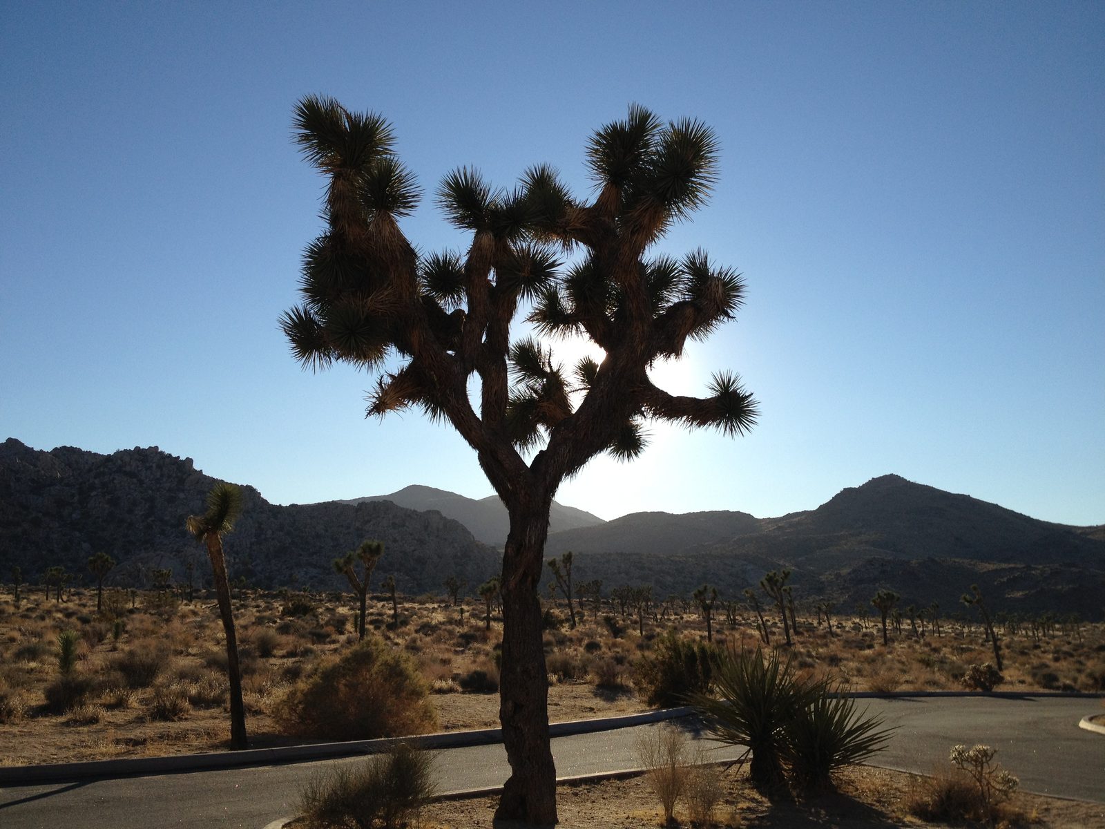 Joshua Tree near Trashcan Rock.