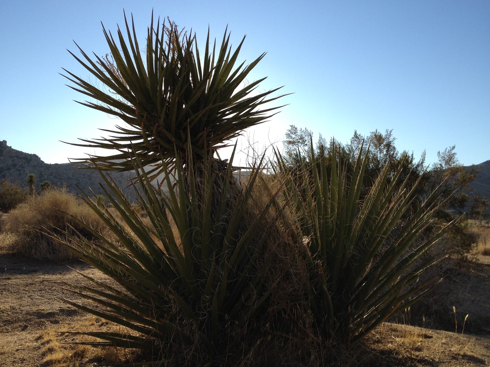 Agave? Baby Joshua Tree?