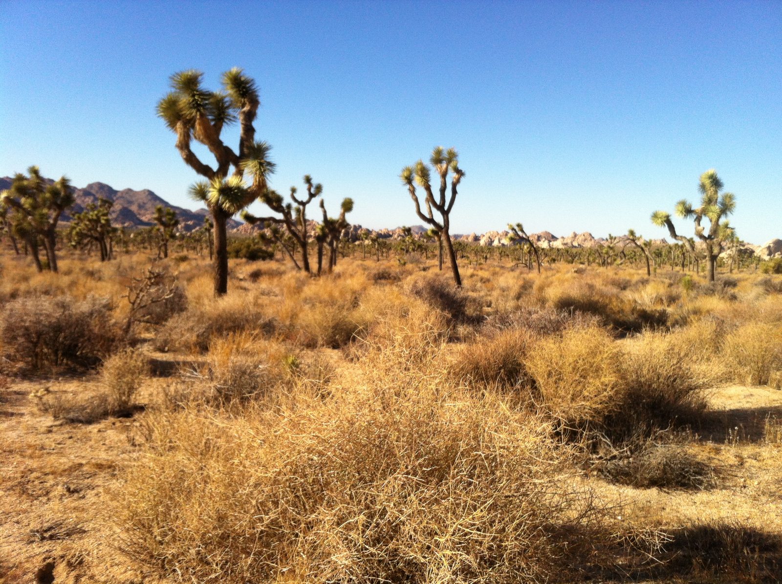 Lots of Joshua trees in this part of the park.