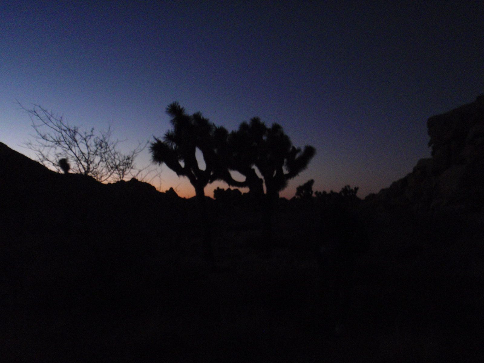 Joshua Tree sunset.