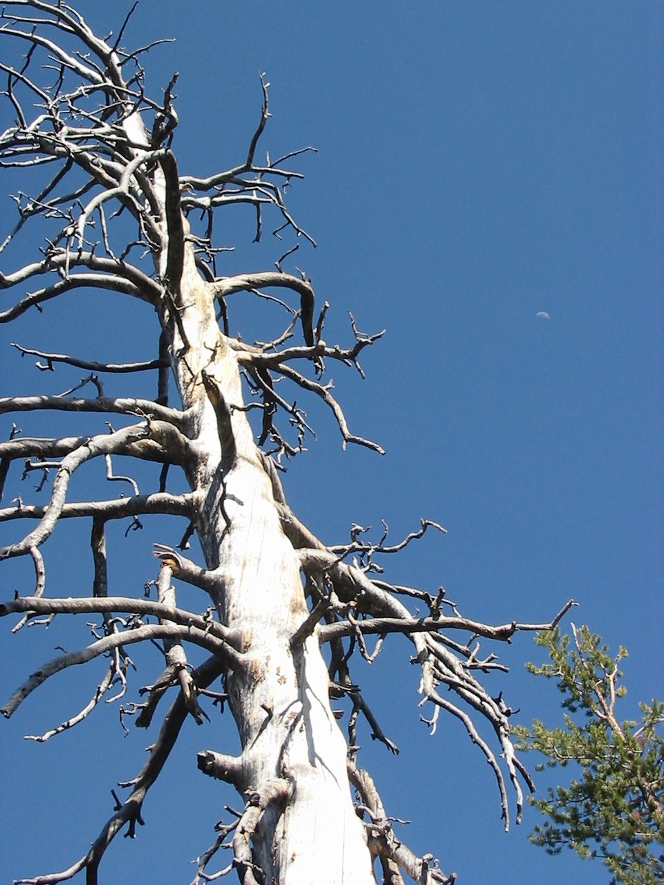 Dead tree and moon.  Neato.