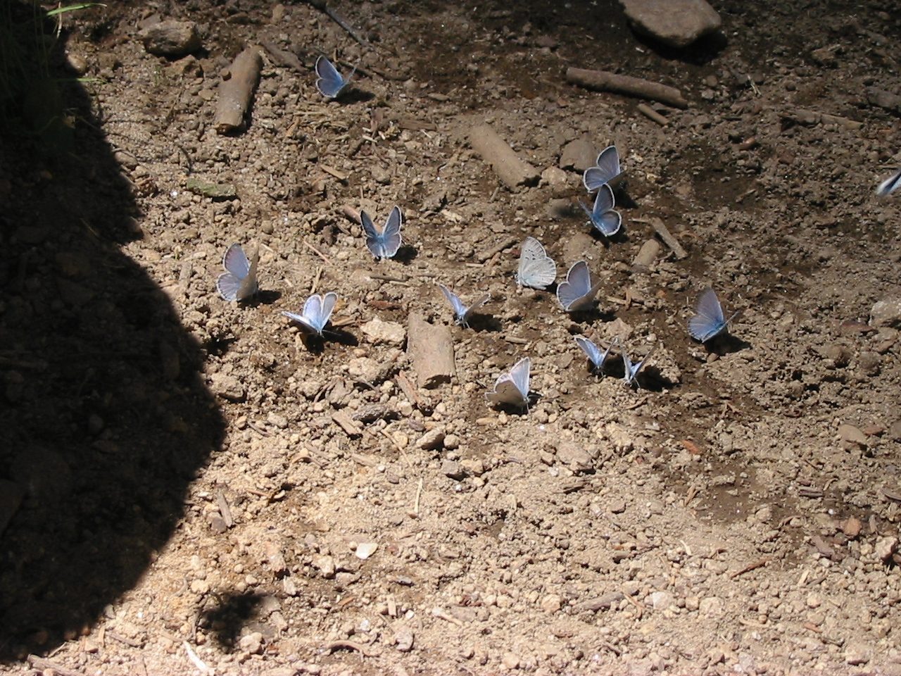 Blue butterflies which were partying on the trail.