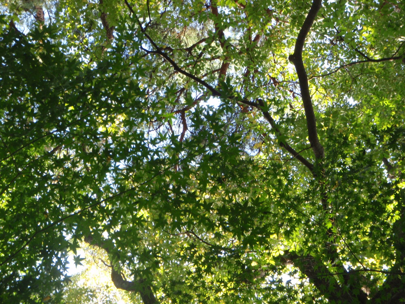 Pretty leaves.  I think they might have been a Japanese maple or some related species.