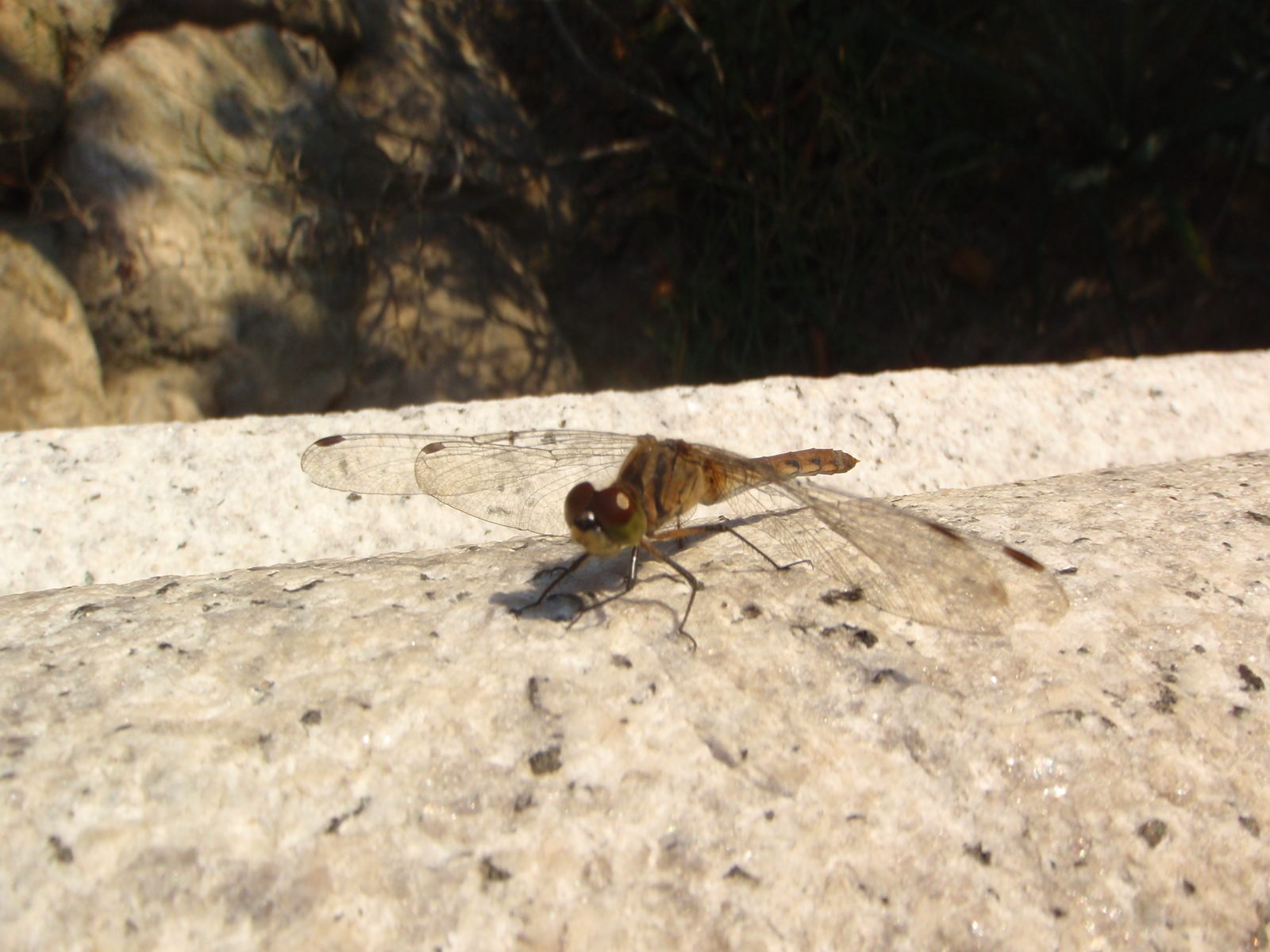 Fly on the Caution Of Stairs stairs.