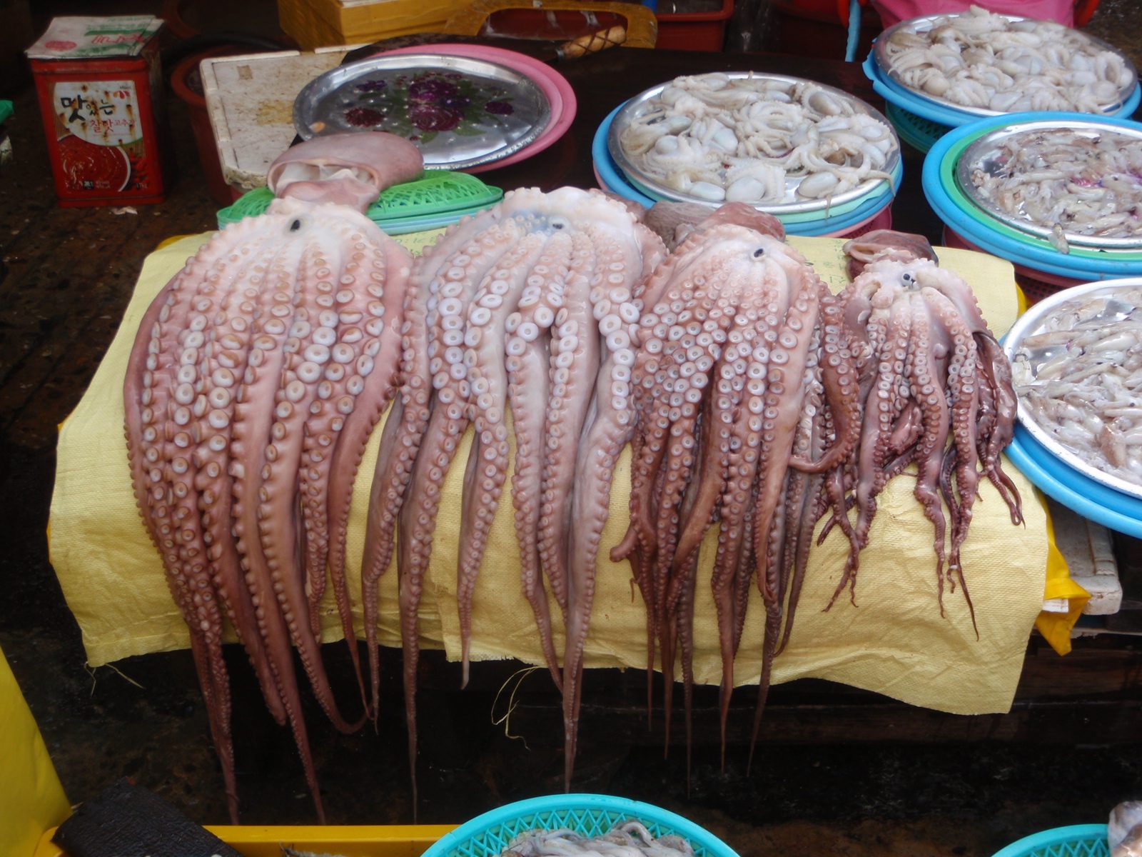 Octopi for sale.  Nakji in Korean. Big ones.  Not the sort you´d want to eat alive.  Little guys...