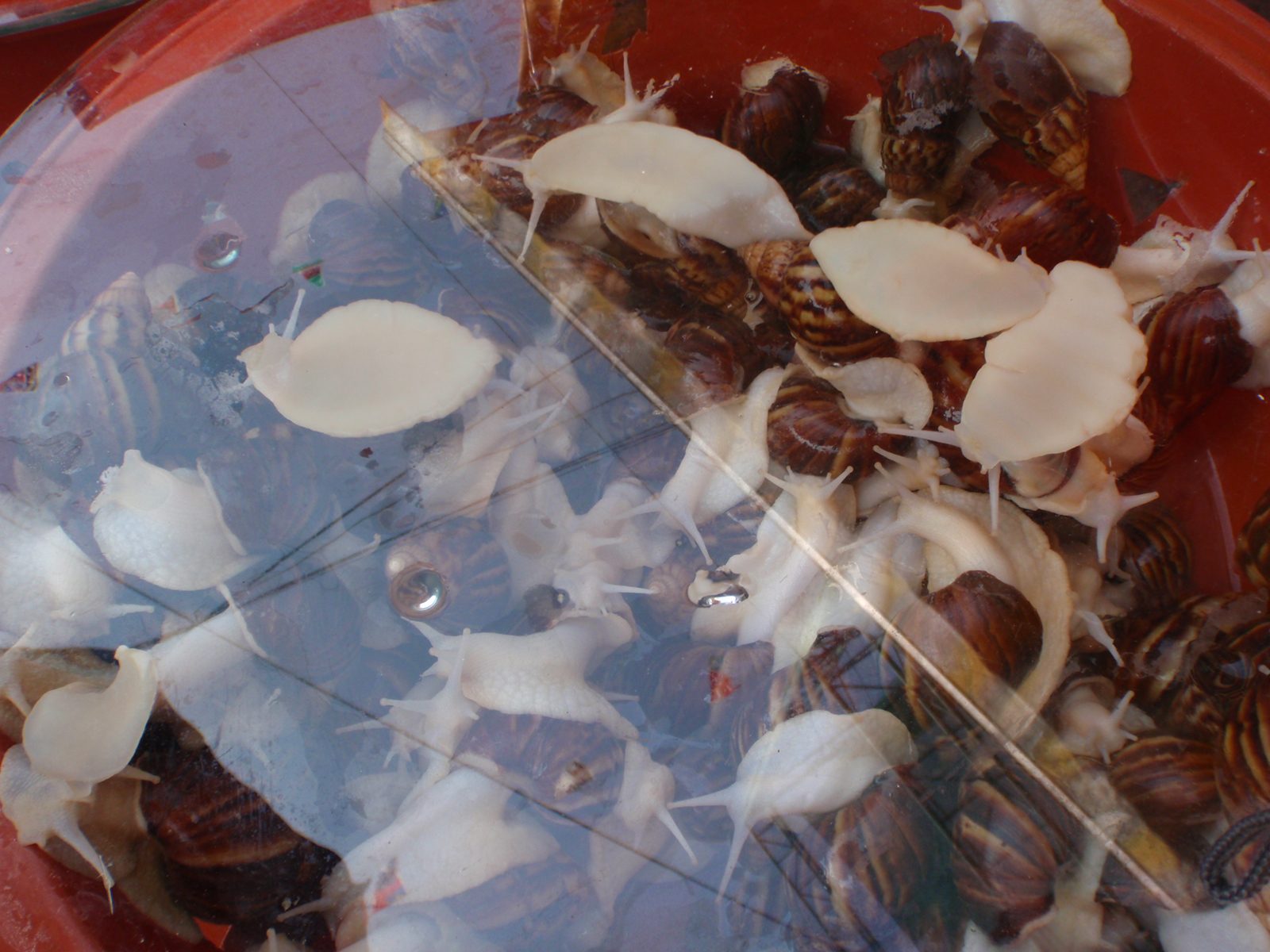 Snail sale!