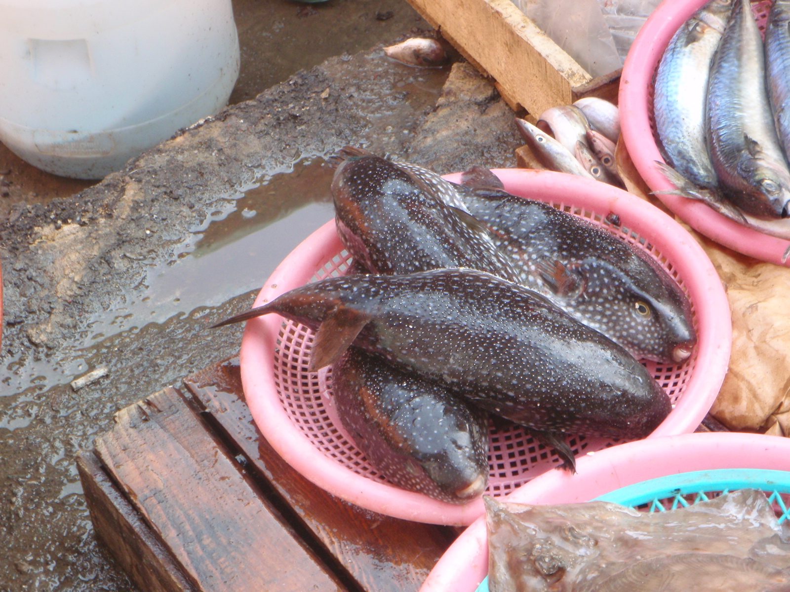 Monica and I were pretty sure this was blowfish, i.e. fugu in Japanese.  Illegal in the U.S. it...