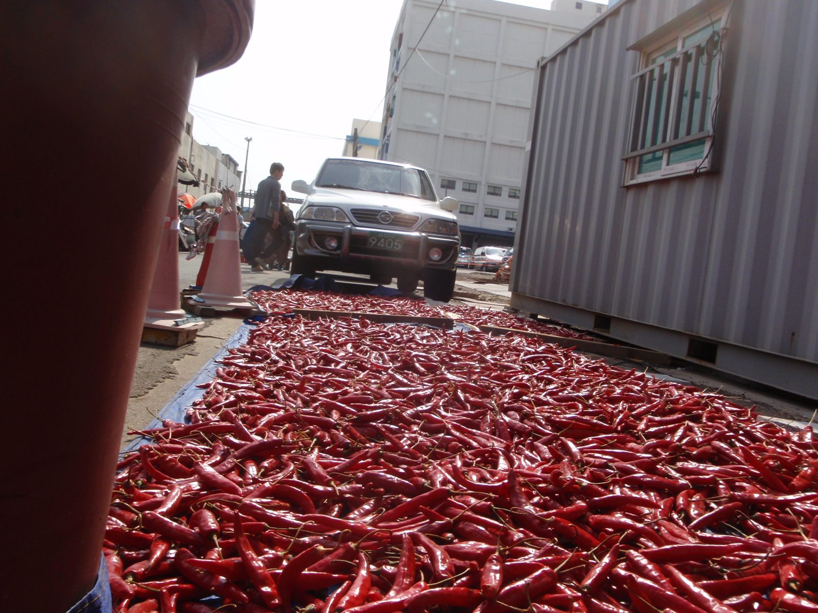 Chili peppers drying in the sun.