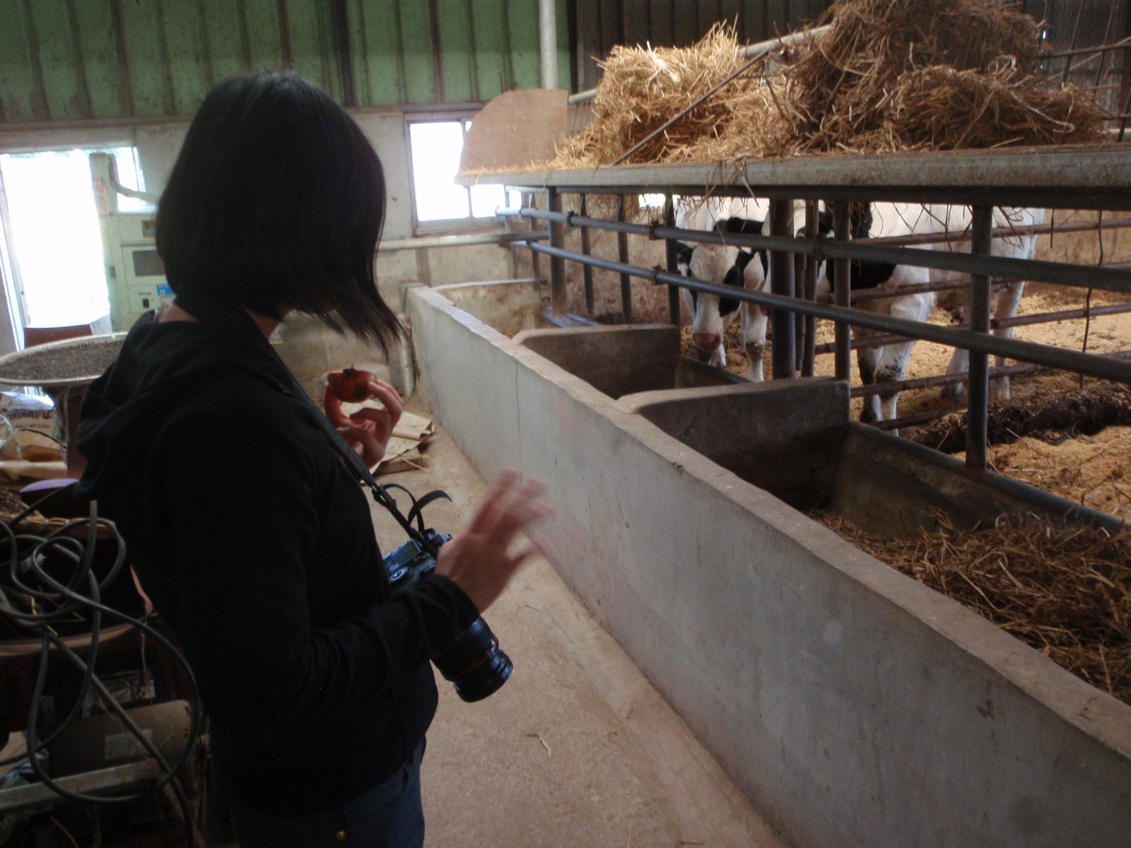 Monica waves at some furry cows feeding from a trough.  