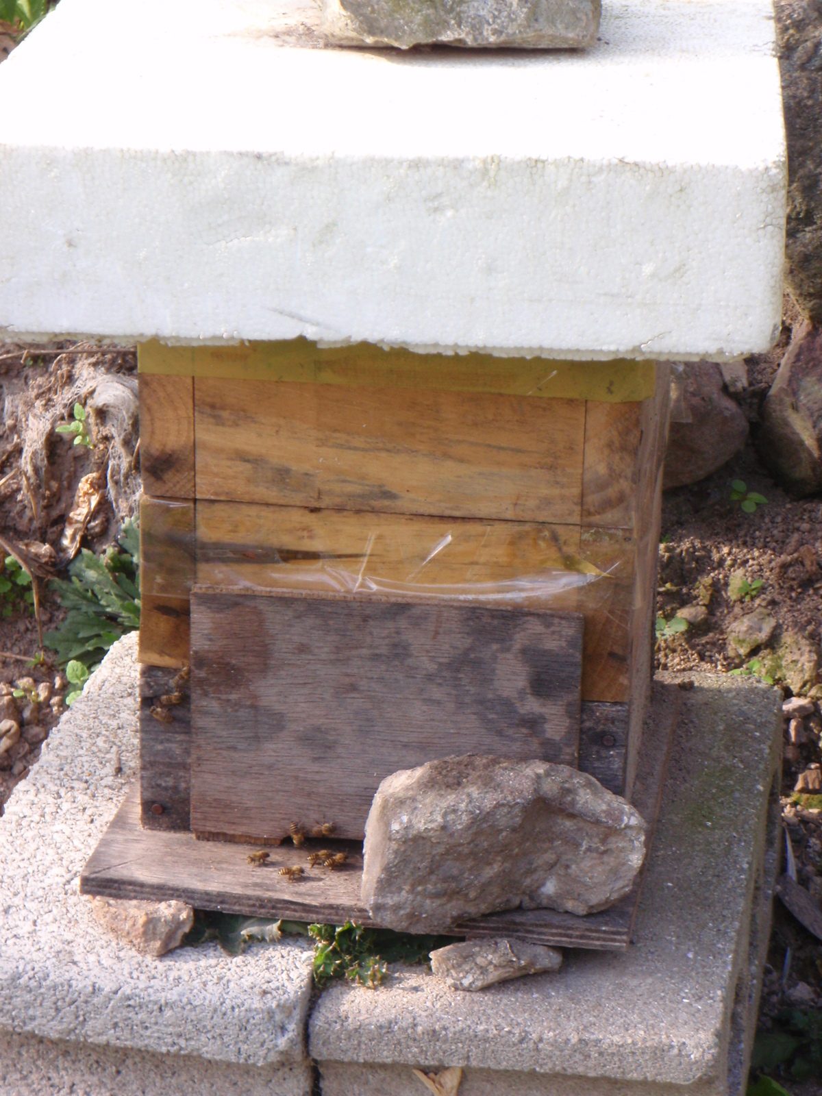 Apparently in recent years bee keeping has become a profitable industry in Monica´s dad´s...