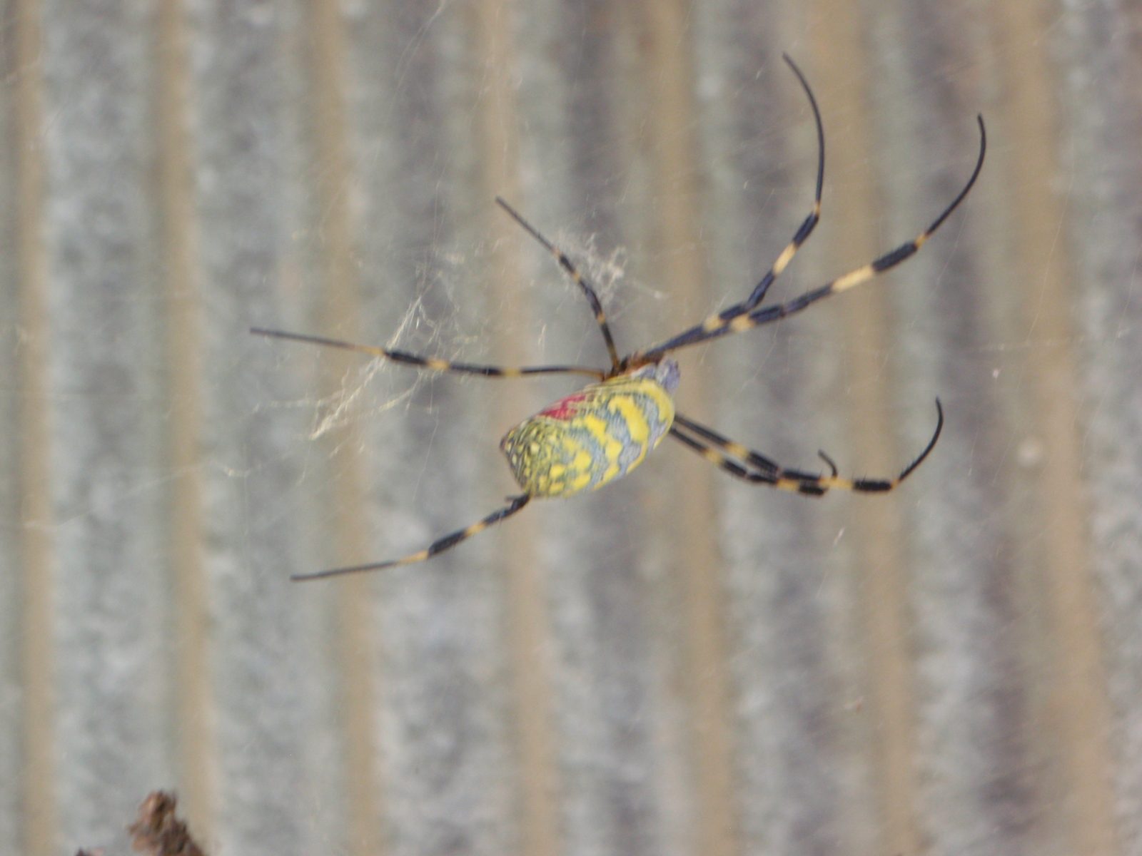 A really cool spider on the house that Monica´s dad grew up in.