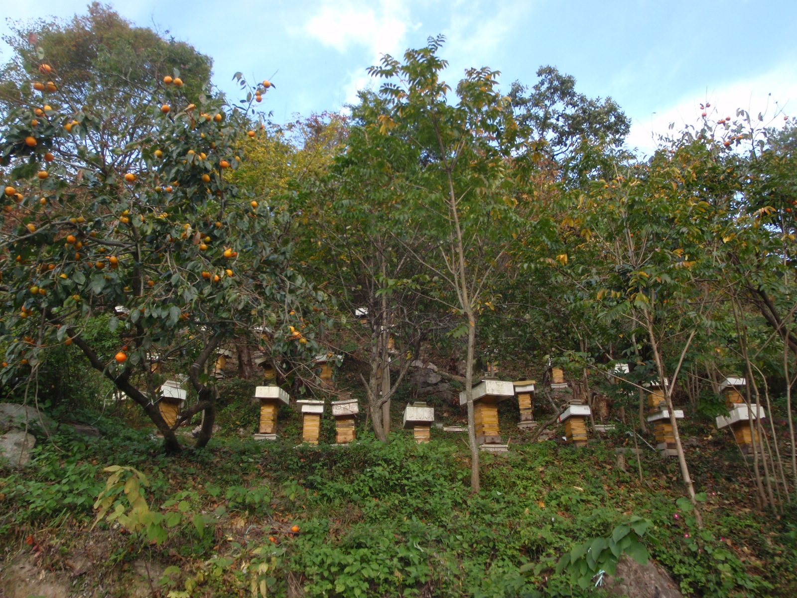 Beehives and persimmon trees in Monica´s dad´s village.