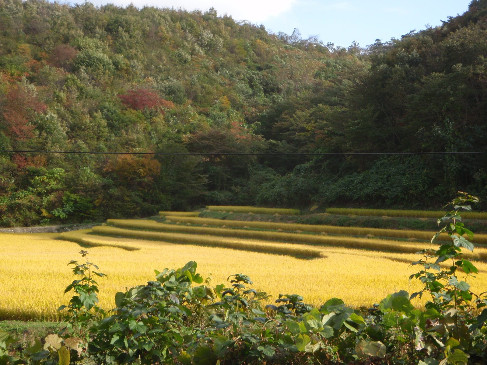Rice paddy near Monica´s dad´s village, back out on the main road where it is flat.