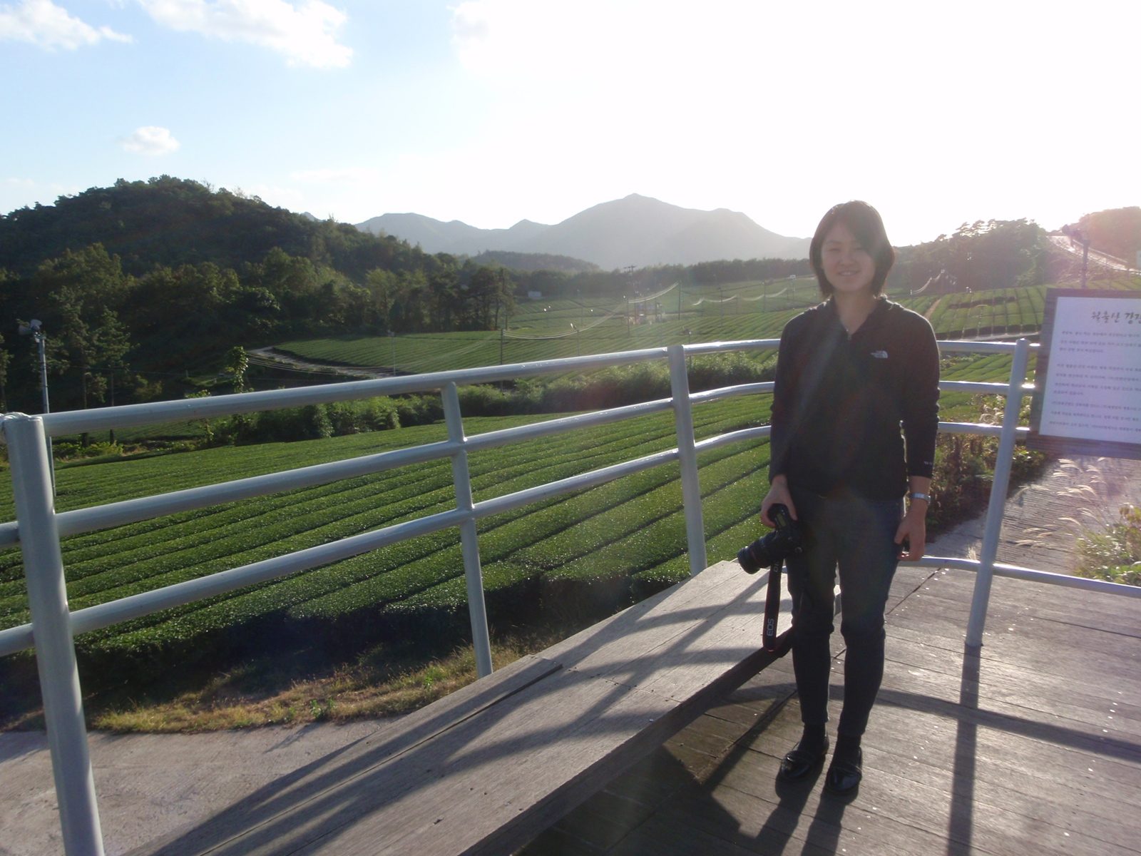 Fields of tea being grown near Wolchulsan National Park.