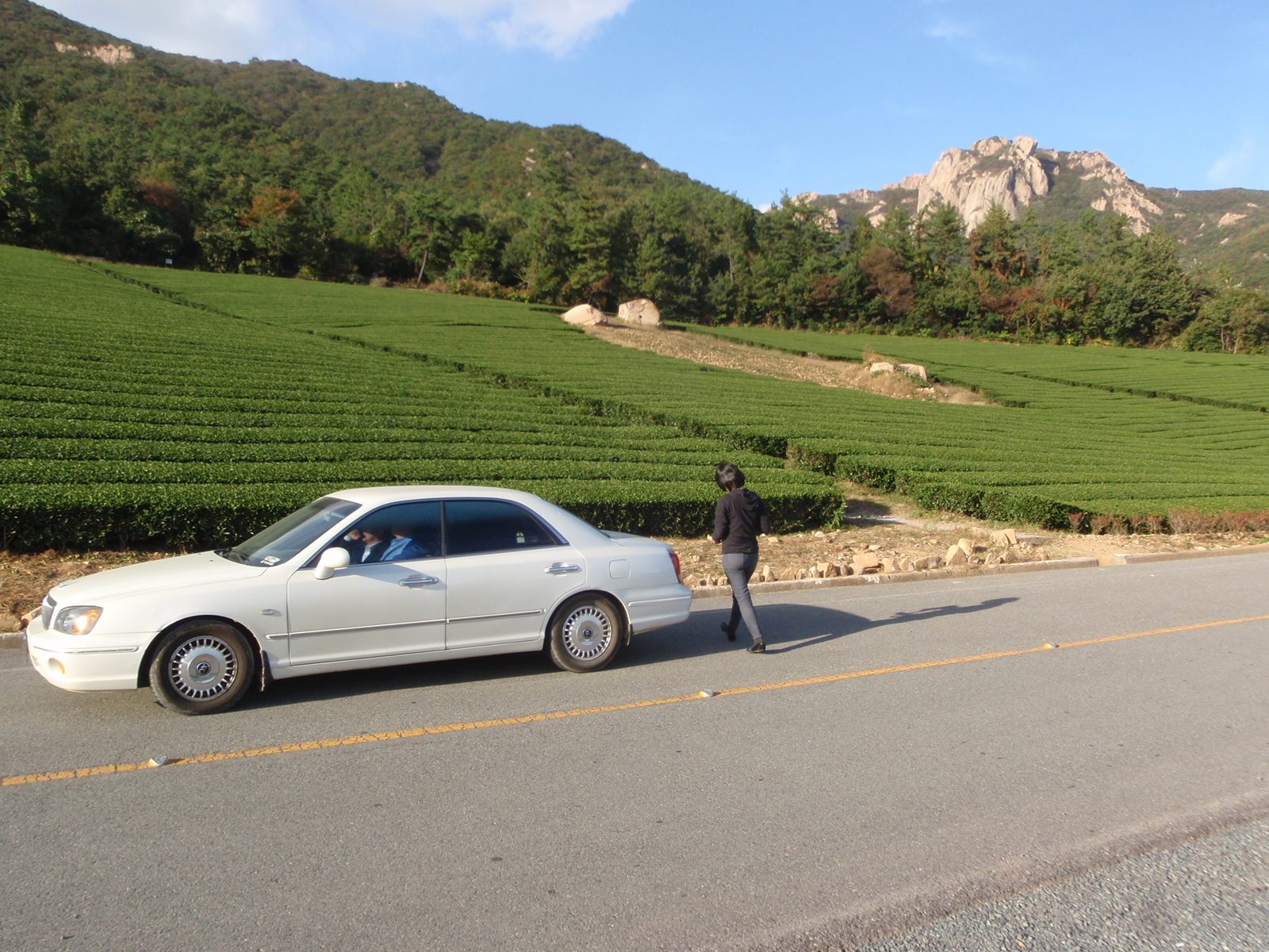More tea fields, in perfect rows.  They were so perfect; looked like they had been trimmed with...