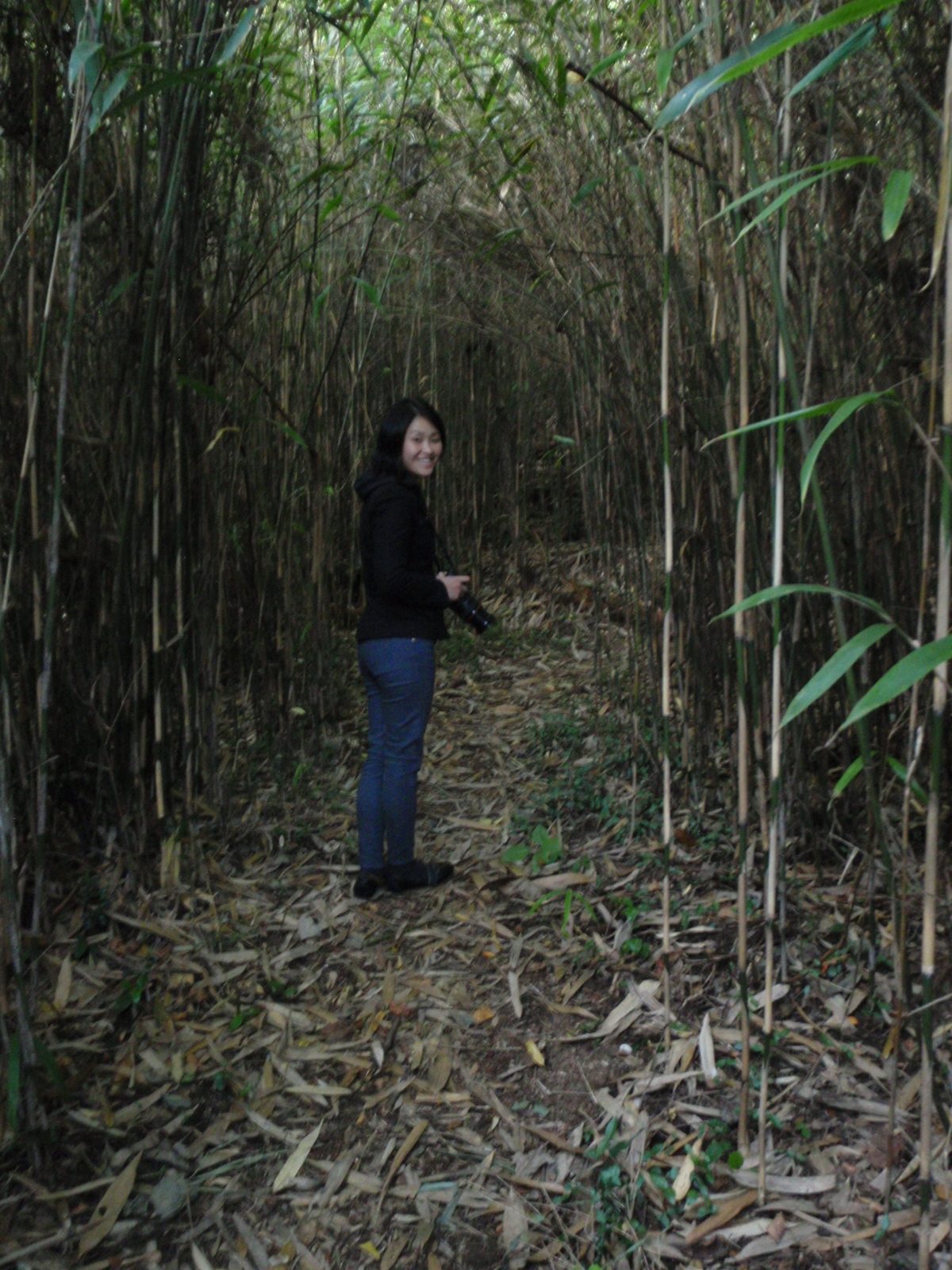 Wandering around in the bamboo forest.