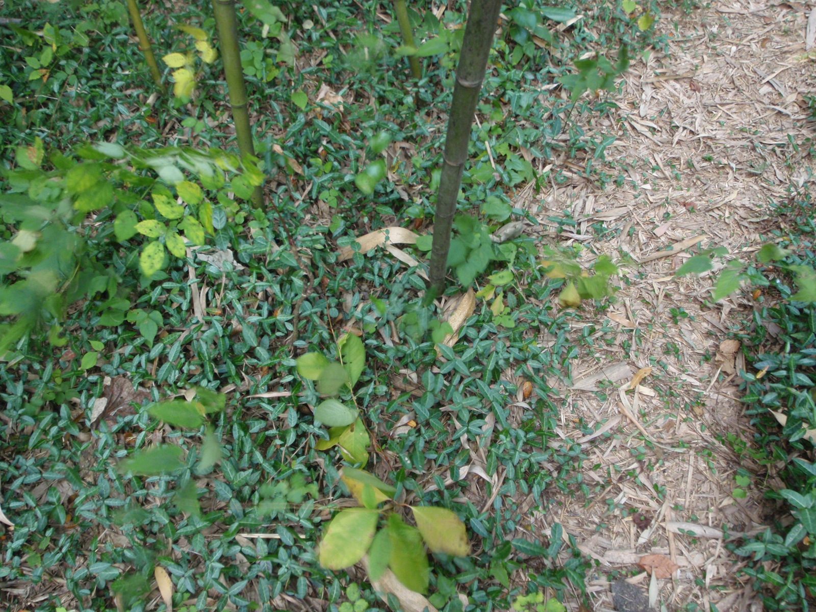 Ground cover in the bamboo forest was very bright green.  I have no idea what baby bamboo looks...