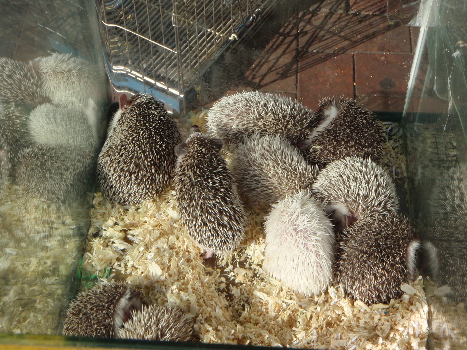 Baby hedgehogs for sale.