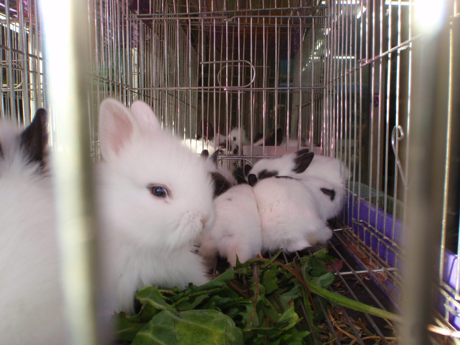 Baby rabbits for sale.