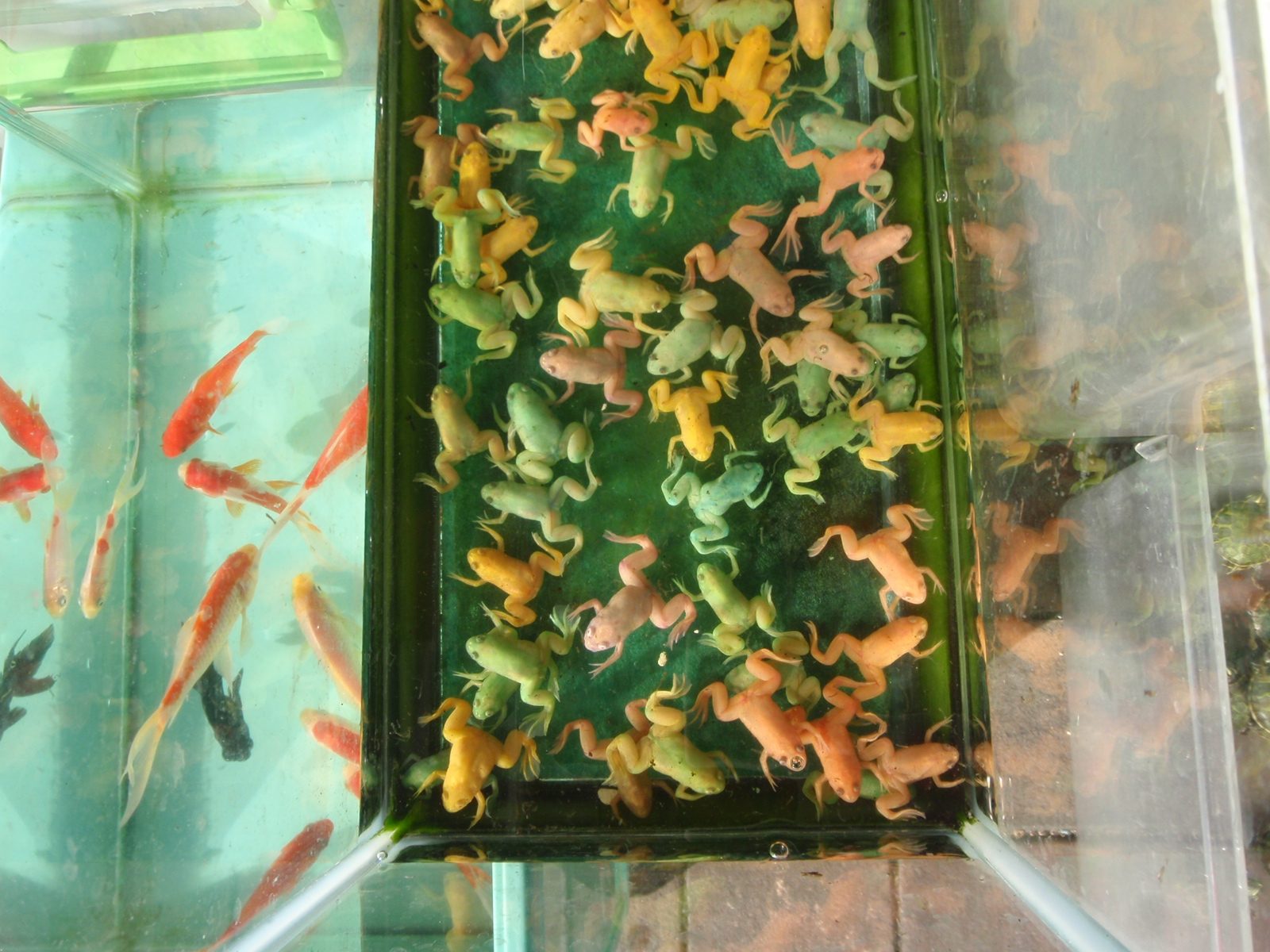 Frogs for sale that look like plastic toys but are real, I promise.